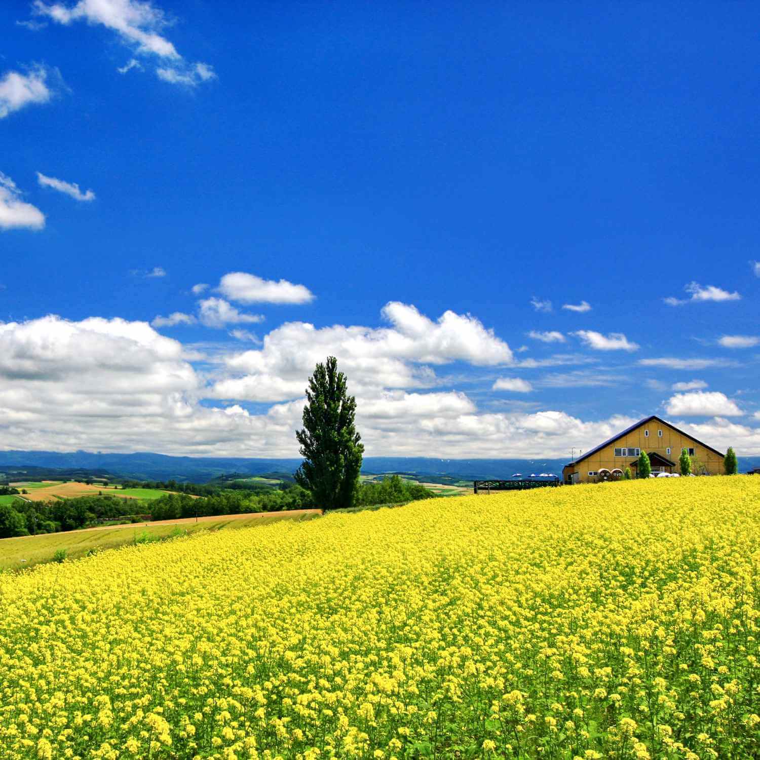 Biei is well-known as a town with many picturesque beautiful hills. Field mustard, or na flower in Japanese, usually gets in full bloom in June and July in Hokkaido = Shutterstock