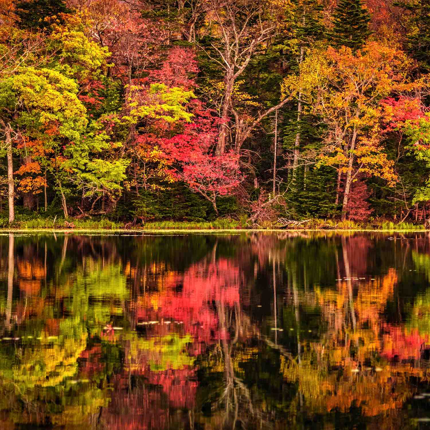 Autumn colors at a lake in Shireteko Five lakes park, Hokkaido = Shutterstock