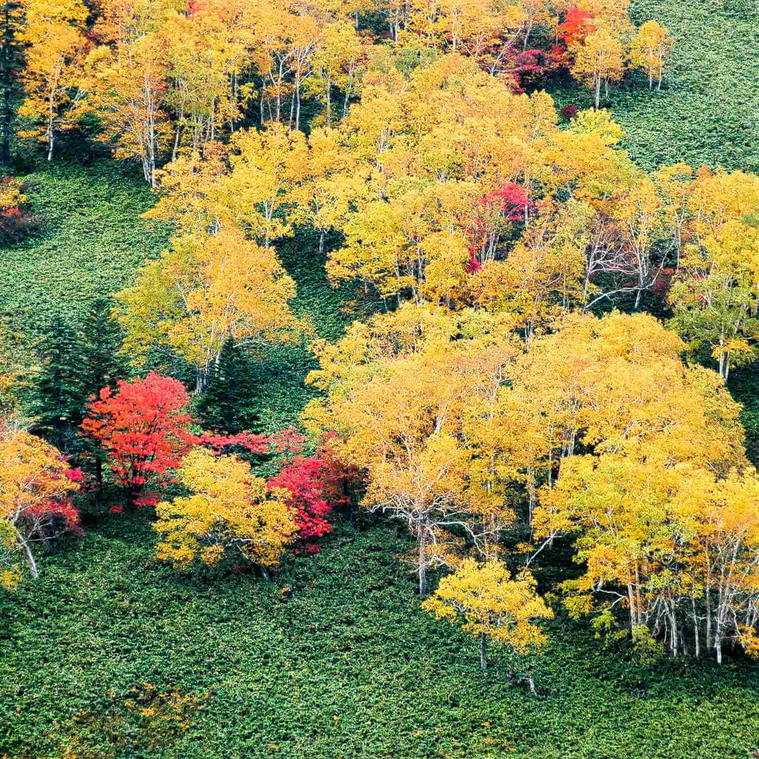 Autumn Landscape in Hokkaido = AdobeStock 3