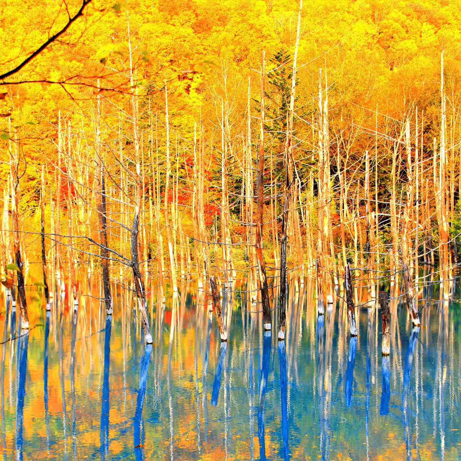 Autumn Landscape in Hokkaido = Shutterstock 8