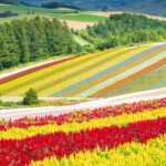Landscapes of Hokkaido's summer flower gardens = AdobeStock 1
