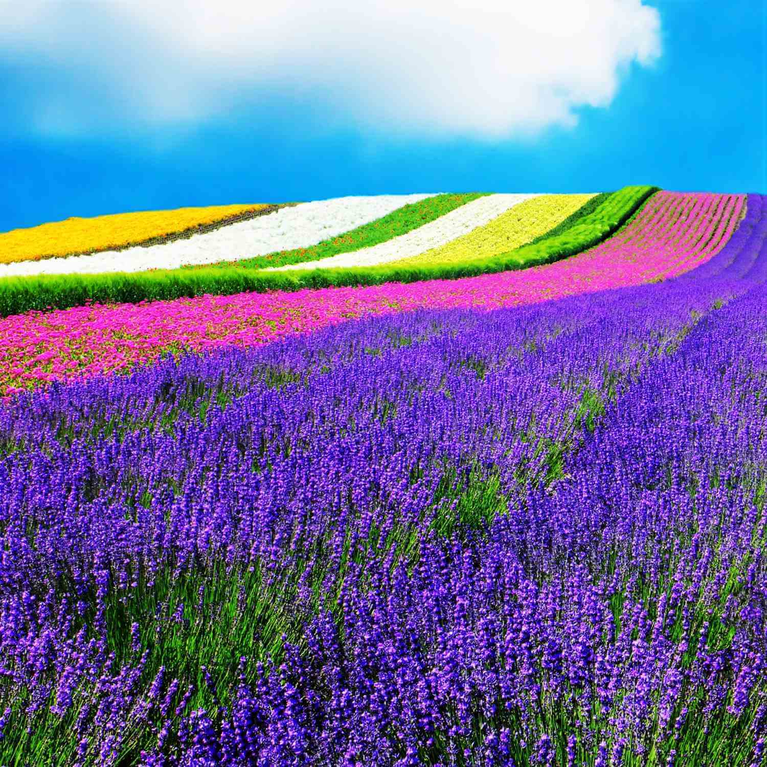 Landscapes of Hokkaido's summer flower gardens = Shutterstock 2