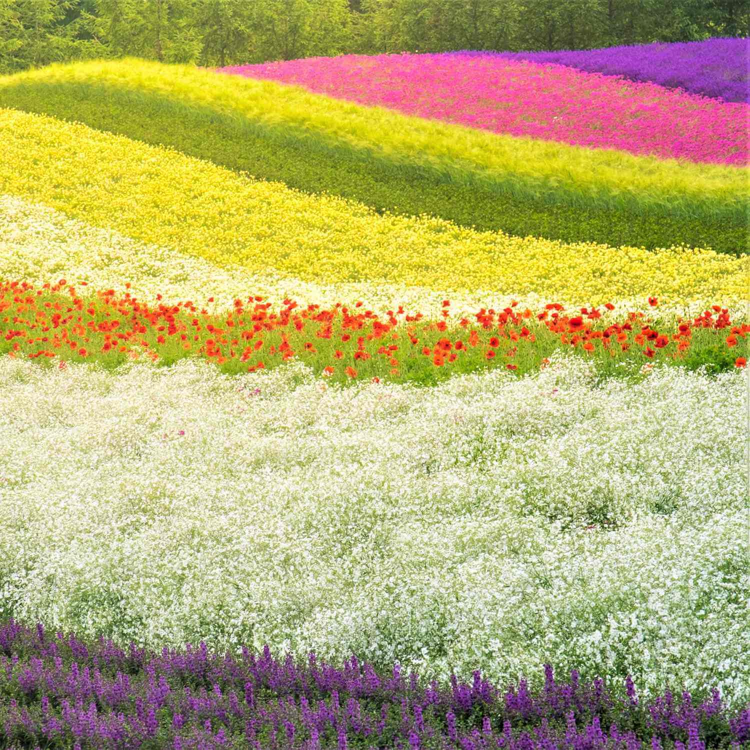 Landscapes of Hokkaido's summer flower gardens = AdobeStock 3