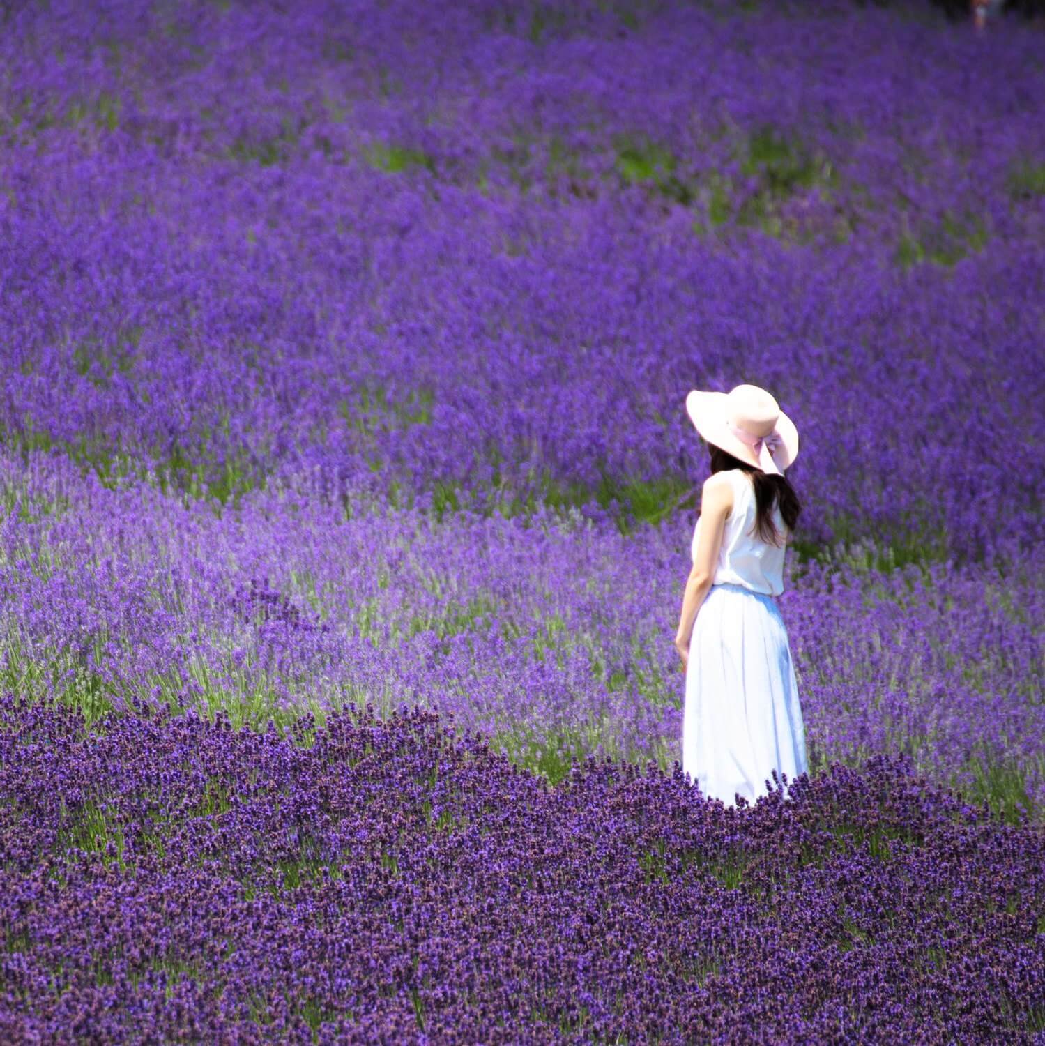 Landscapes of Hokkaido's summer flower gardens = Shutterstock 5