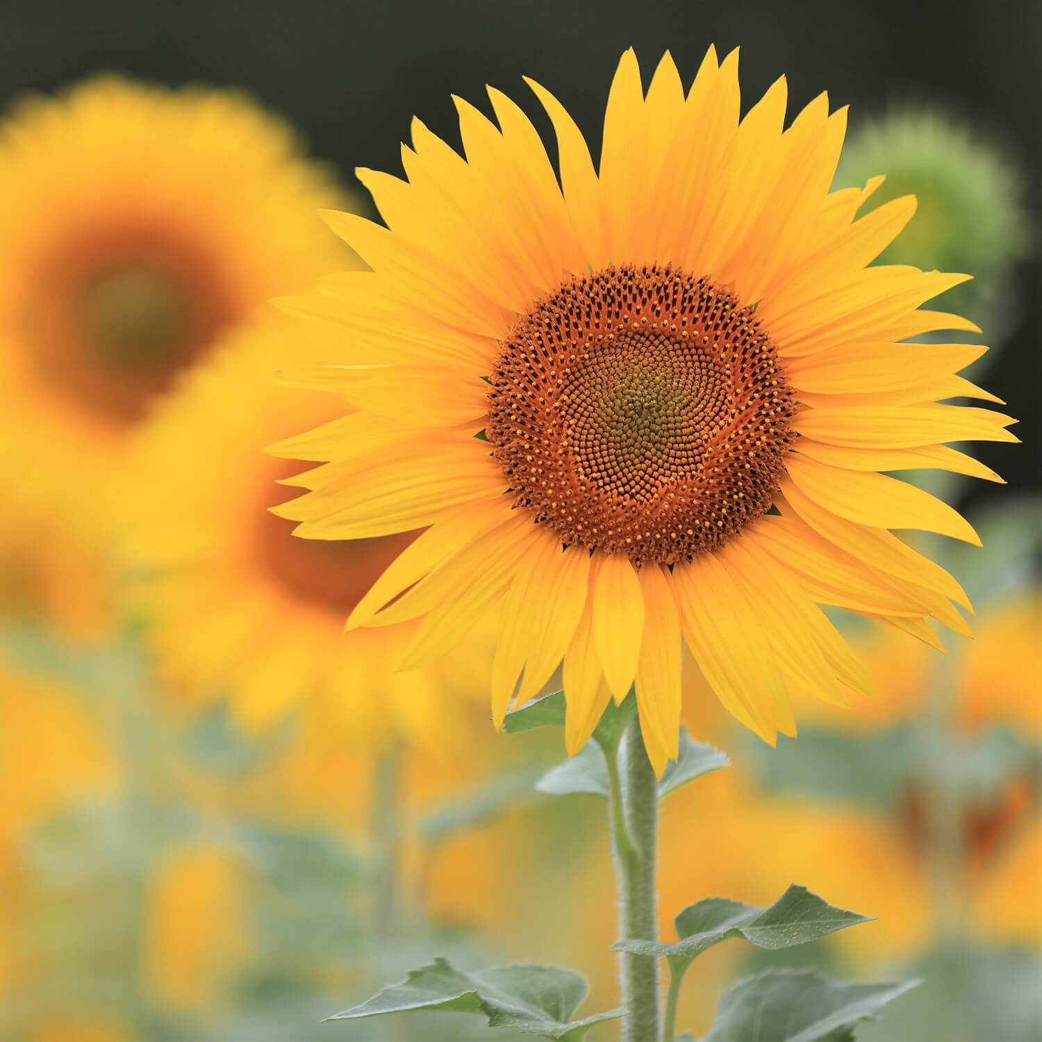 Landscapes of Hokkaido's summer flower gardens = Shutterstock 6
