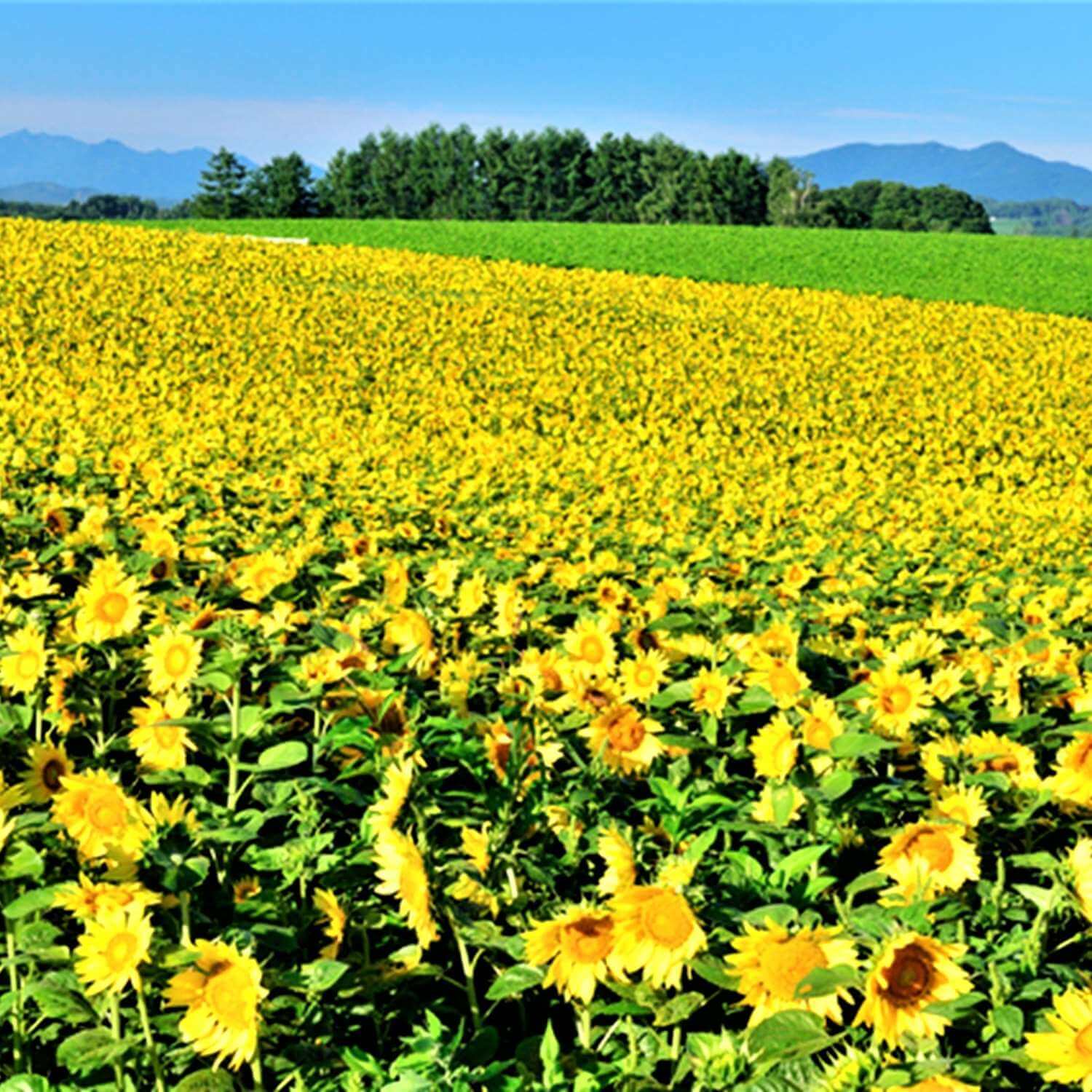 Landscapes of Hokkaido's summer flower gardens = Pixta 7