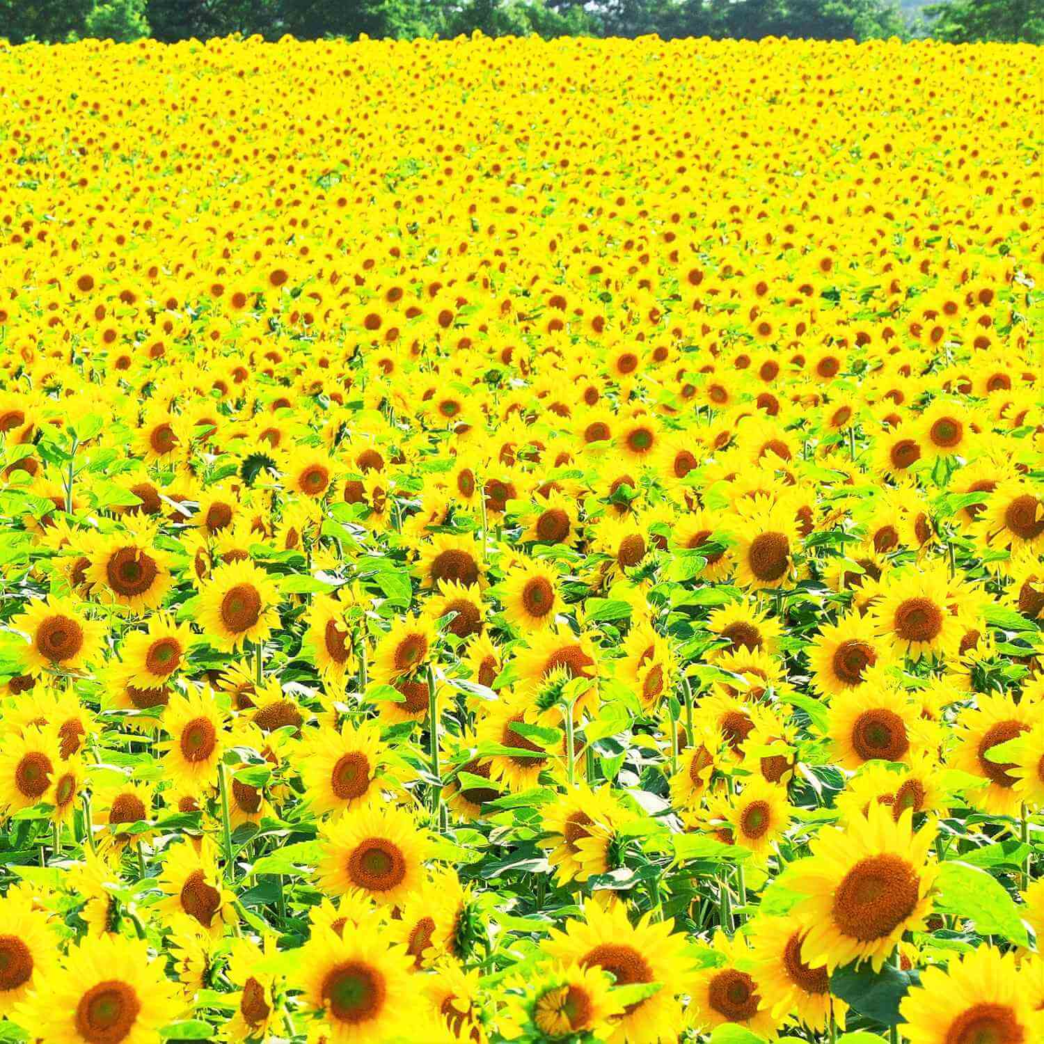 Landscapes of Hokkaido's summer flower gardens = AdobeStock 8
