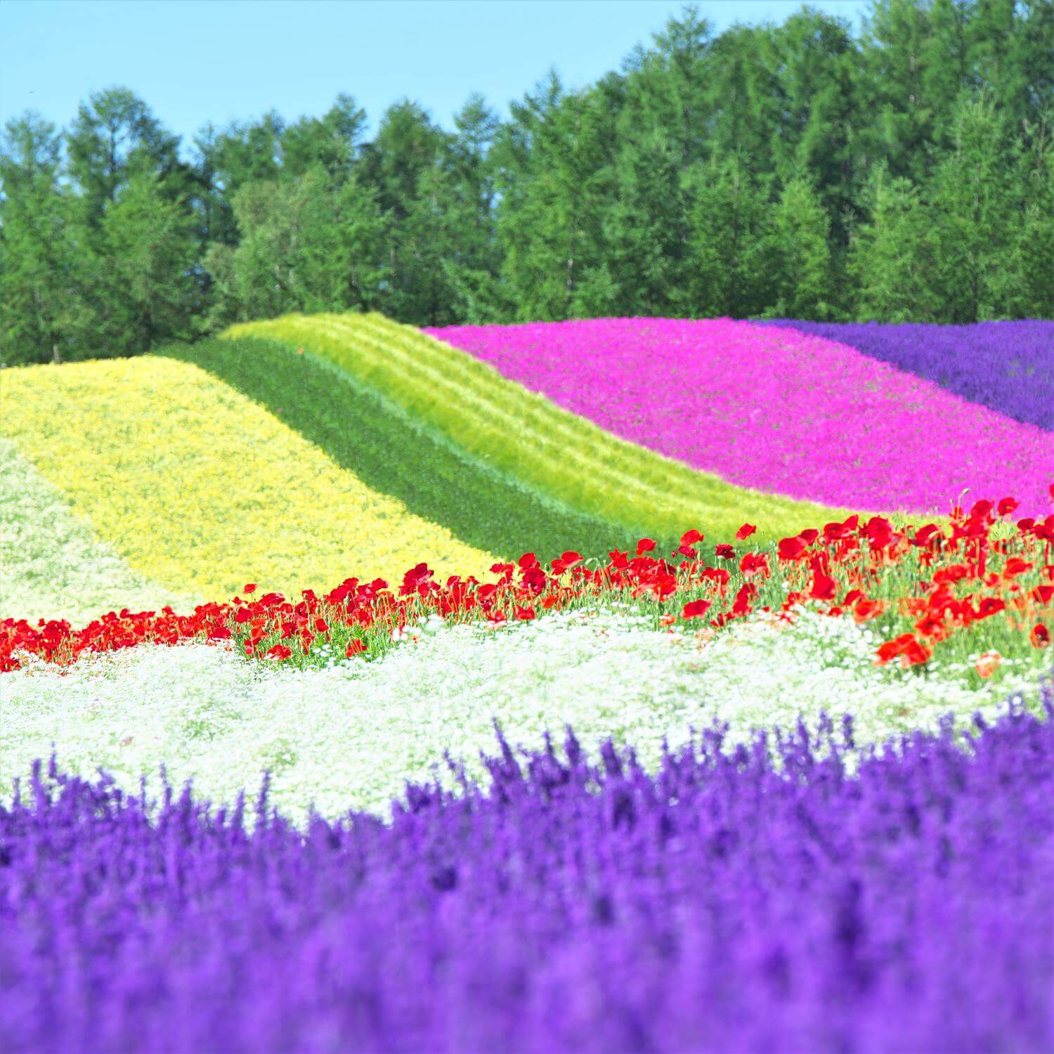 Landscapes of Hokkaido's summer flower gardens = AdobeStock 9