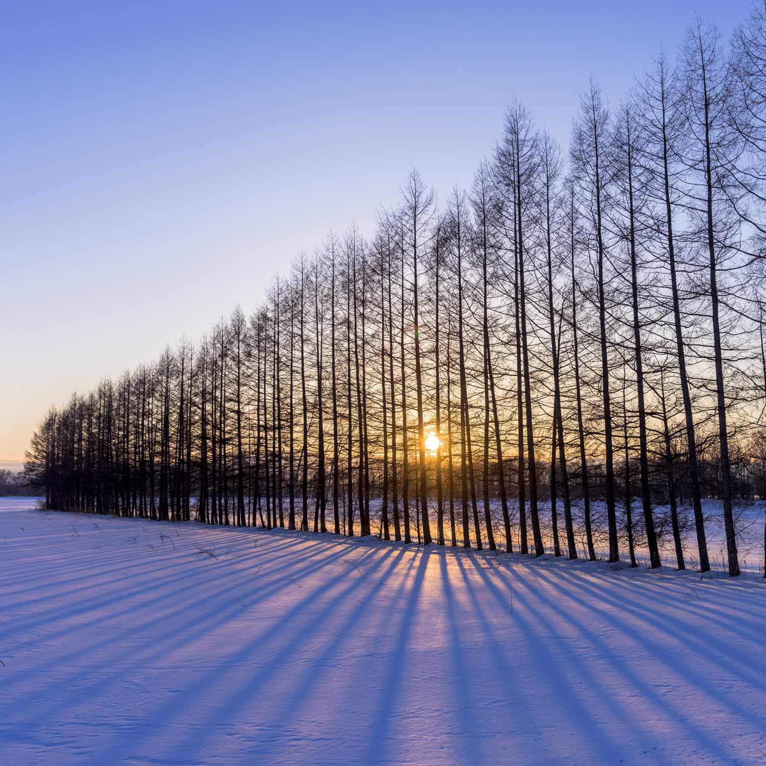 Winter landscape in Hokkaido = AdobeStock 2