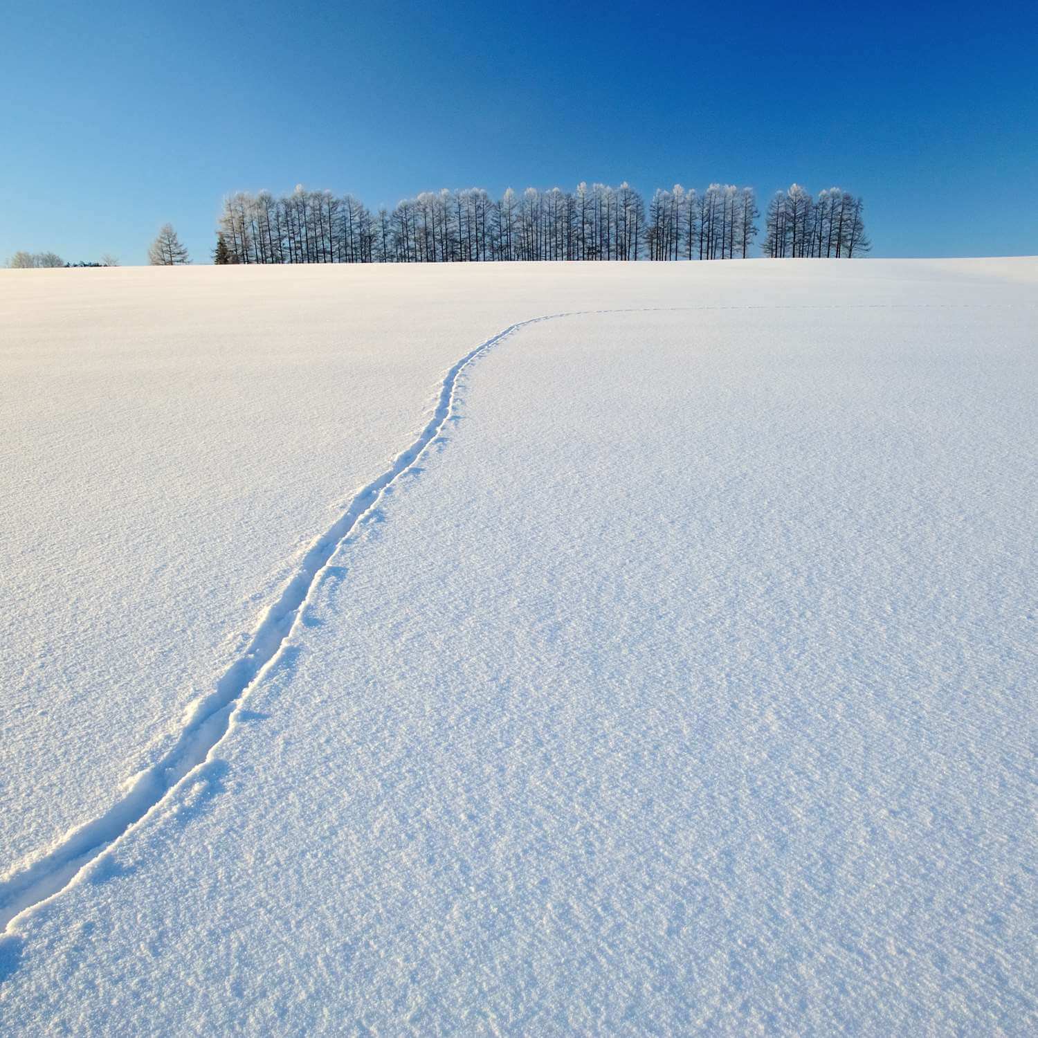 Winter landscape in Hokkaido = AdobeStock 6