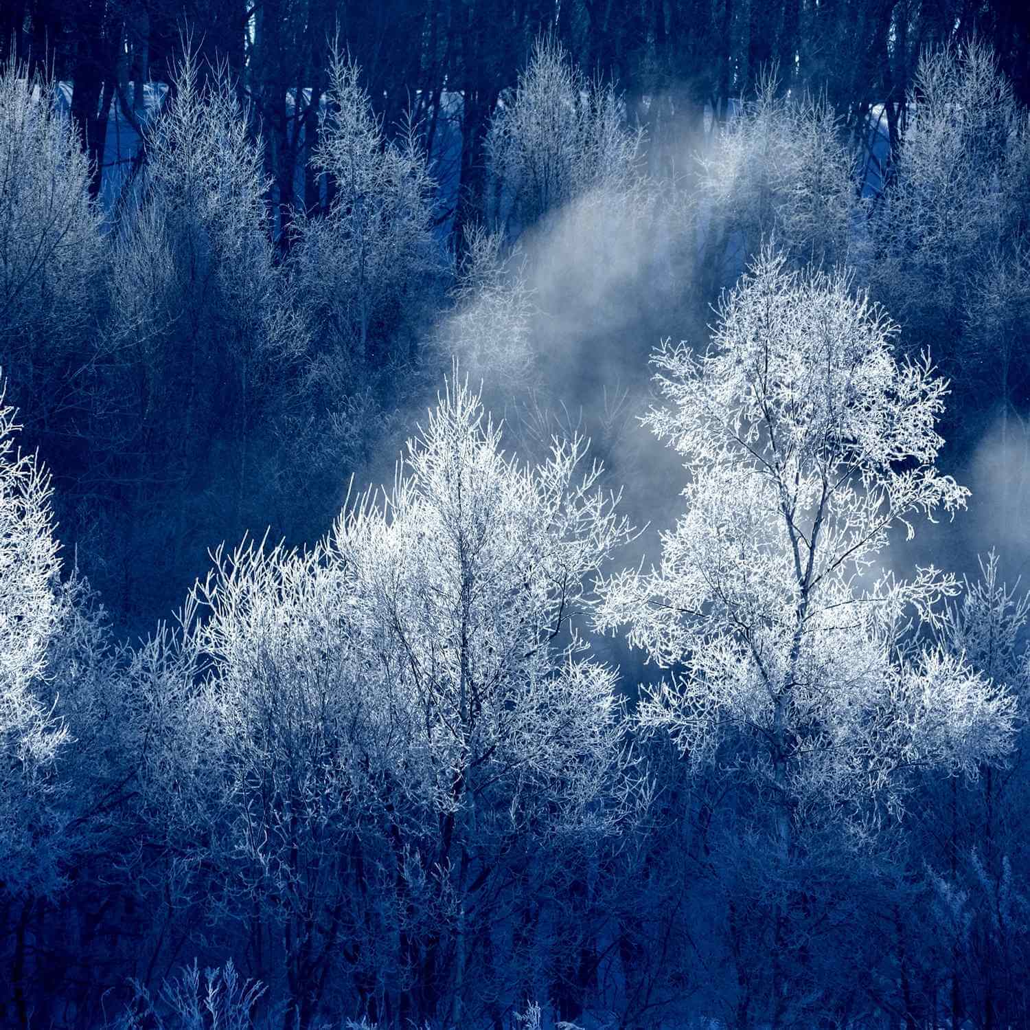 Winter landscape in Hokkaido = AdobeStock 9