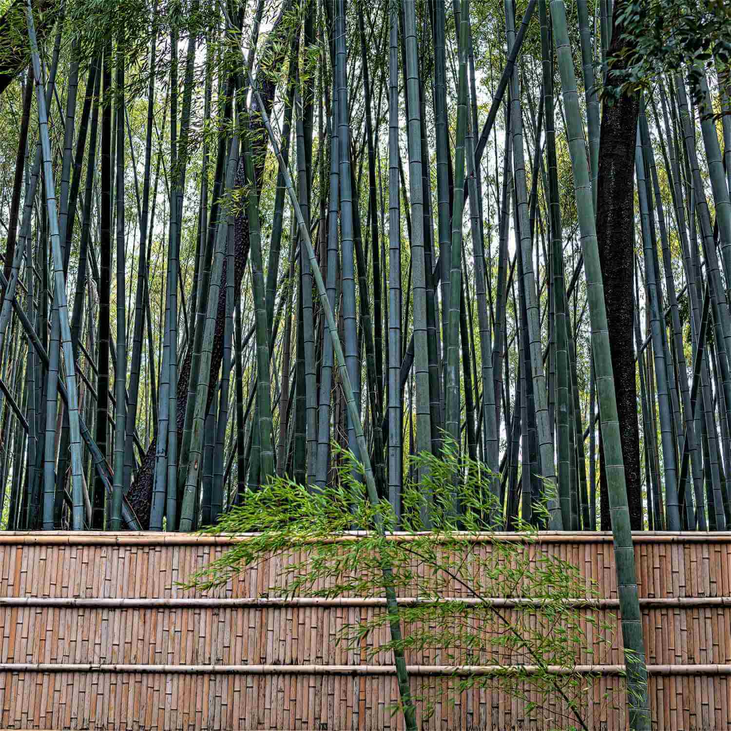 Daitokuji Temple in Kyoto = Shutterstock 3
