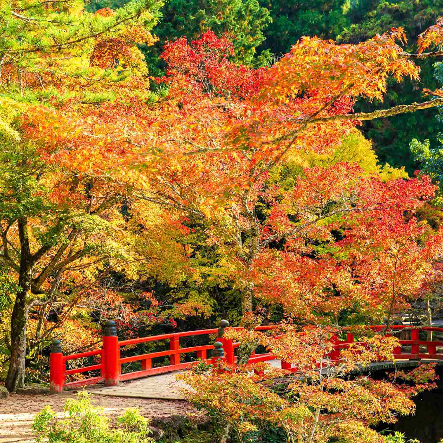 Momiji Dani (Momiji Ayay) Park In Miyamajima = Shutterstock 8