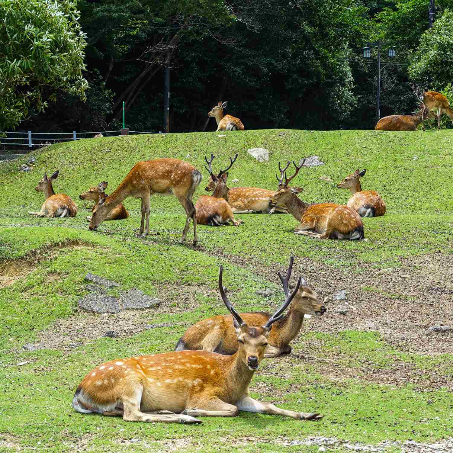 Many wild deer live in Miyajima = Shutterstock 8