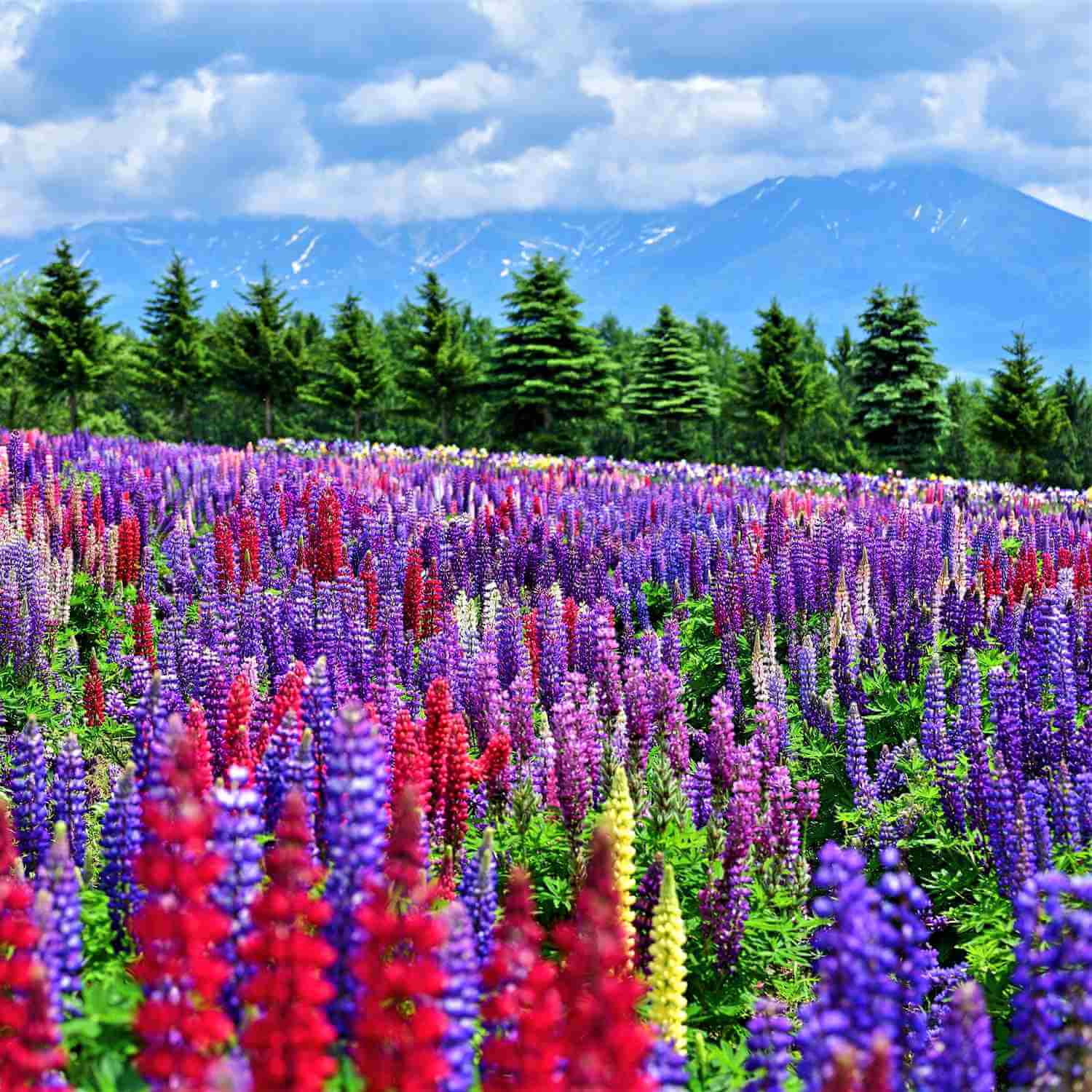 Furano, Hokkaido, Japan = Shutterstock 4