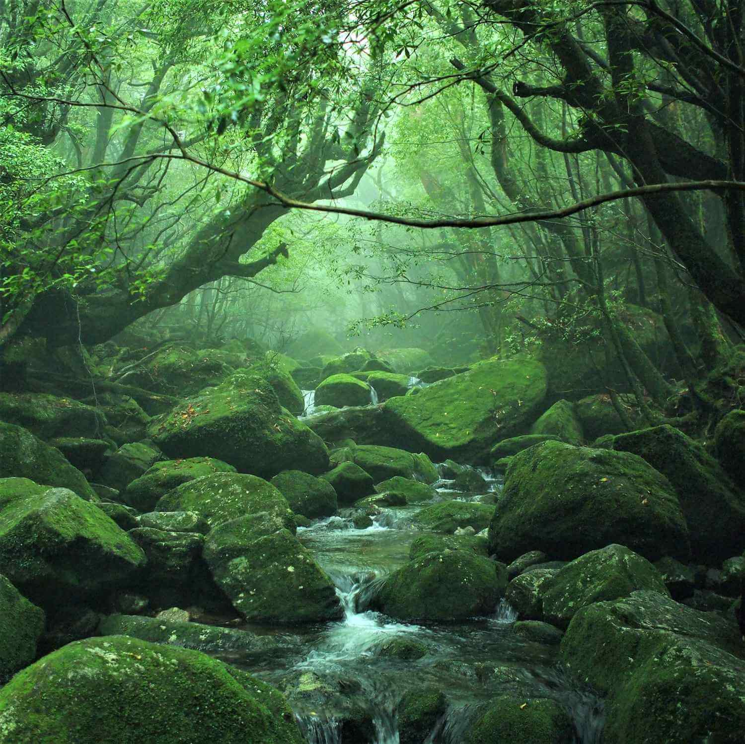 Yakushima Island is full of wild nature = Shutterstock 2