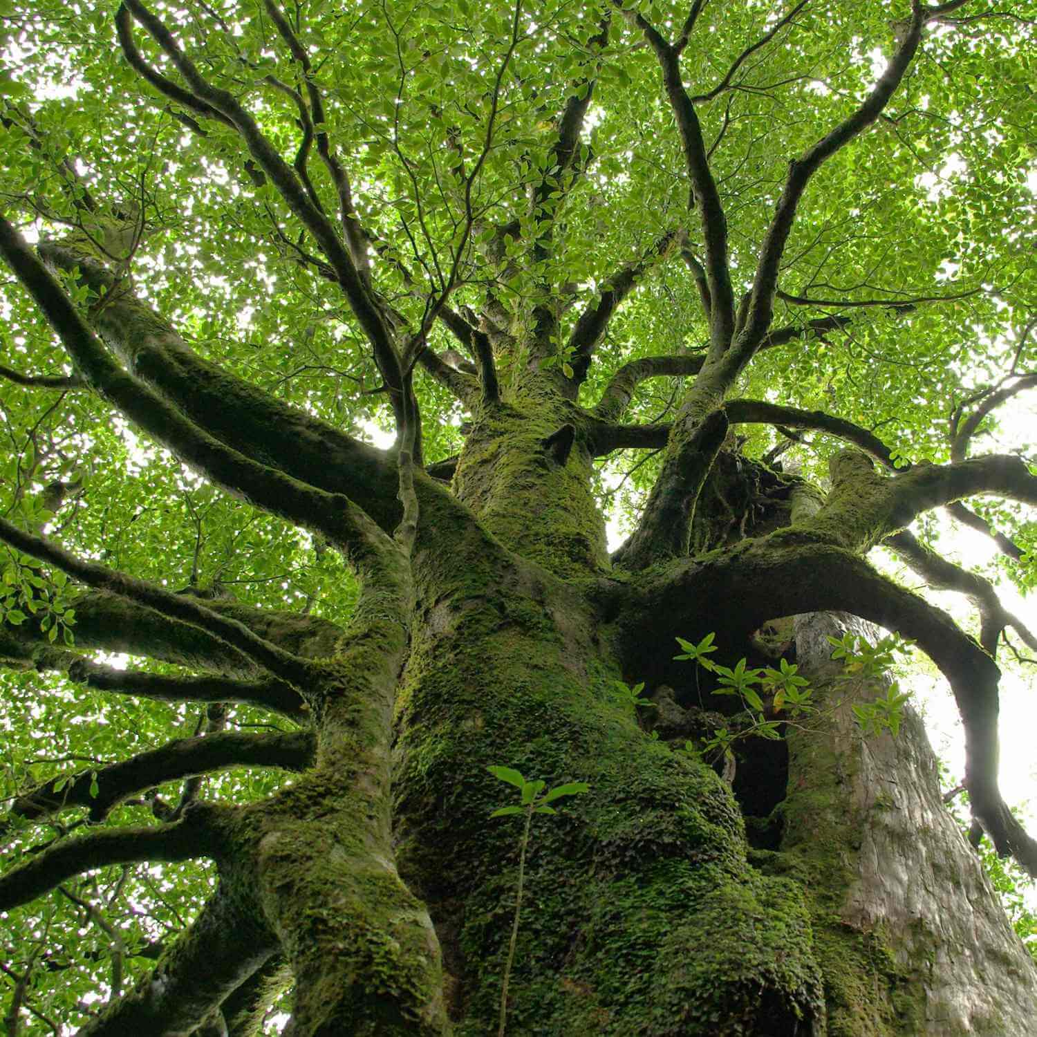 Huge cedars, many thousands of years old, grow wild on Yakushima Island = Shutterstock 1