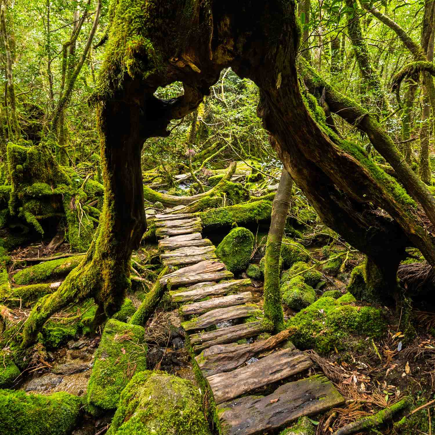 Huge cedars, many thousands of years old, grow wild on Yakushima Island = Shutterstock 2