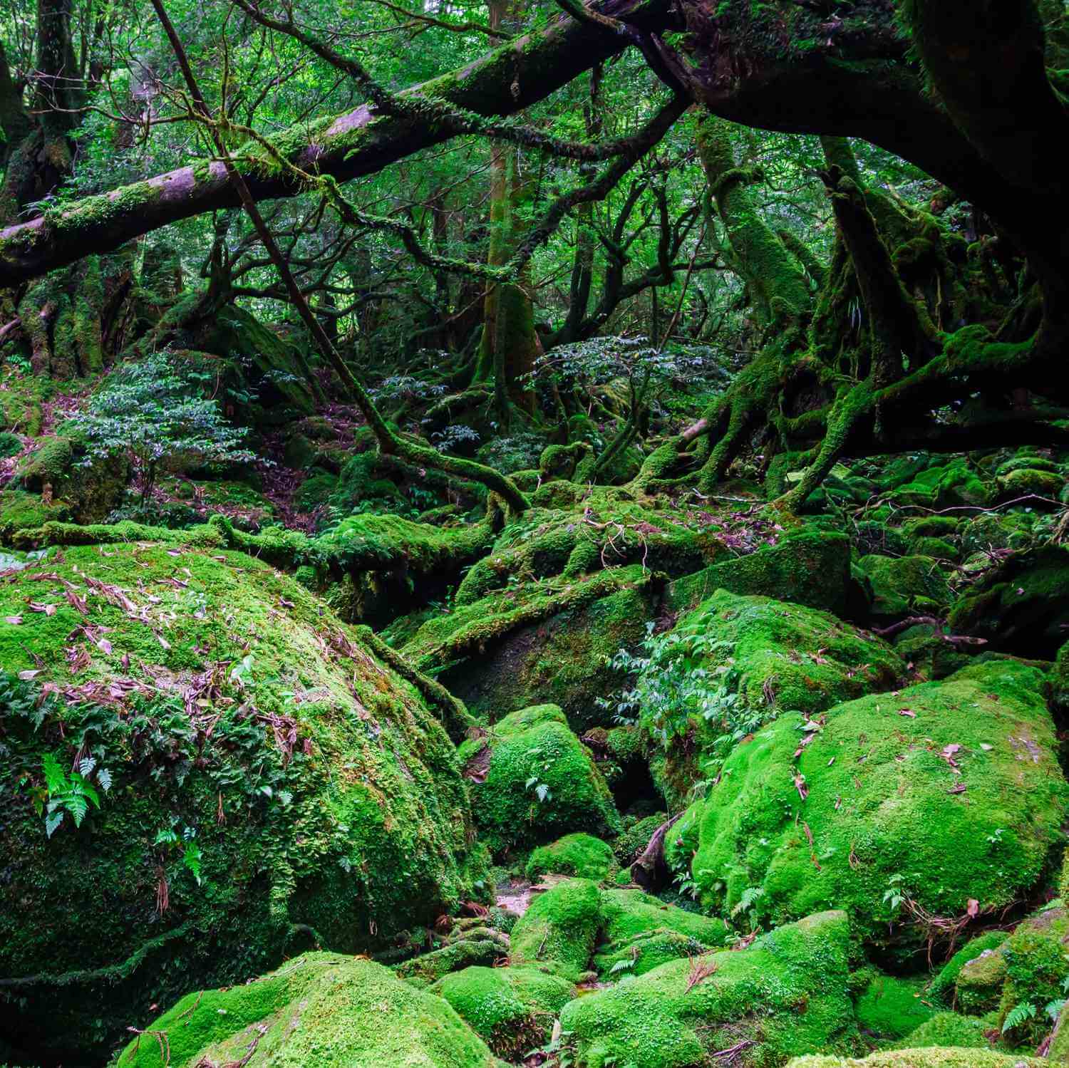 Huge cedars, many thousands of years old, grow wild on Yakushima Island = Shutterstock 4