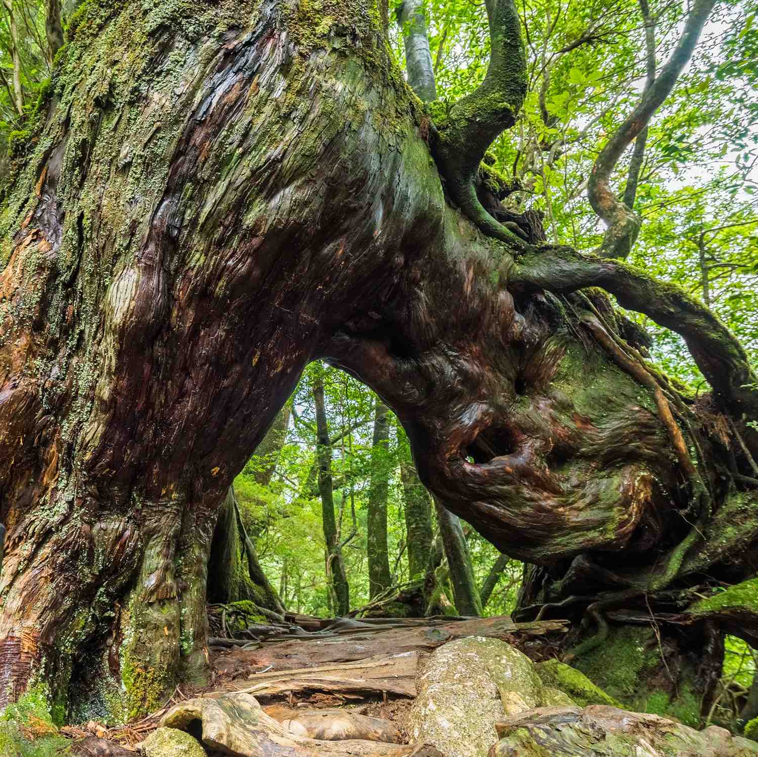 Huge cedars, many thousands of years old, grow wild on Yakushima Island = Shutterstock 5