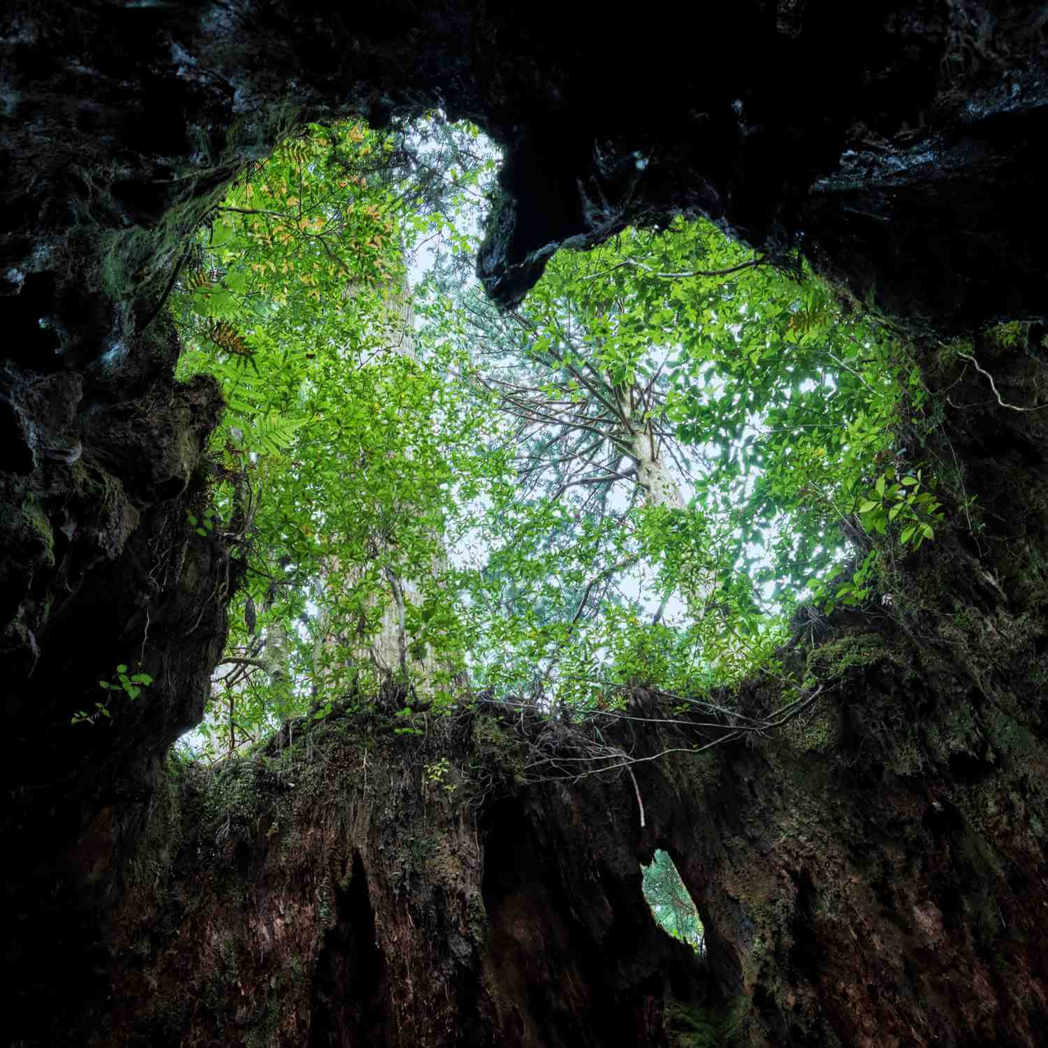 Huge cedars, many thousands of years old, grow wild on Yakushima Island = Shutterstock 6