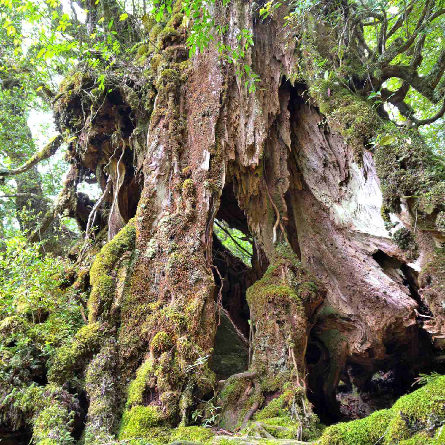 Huge cedars, many thousands of years old, grow wild on Yakushima Island = Shutterstock 7
