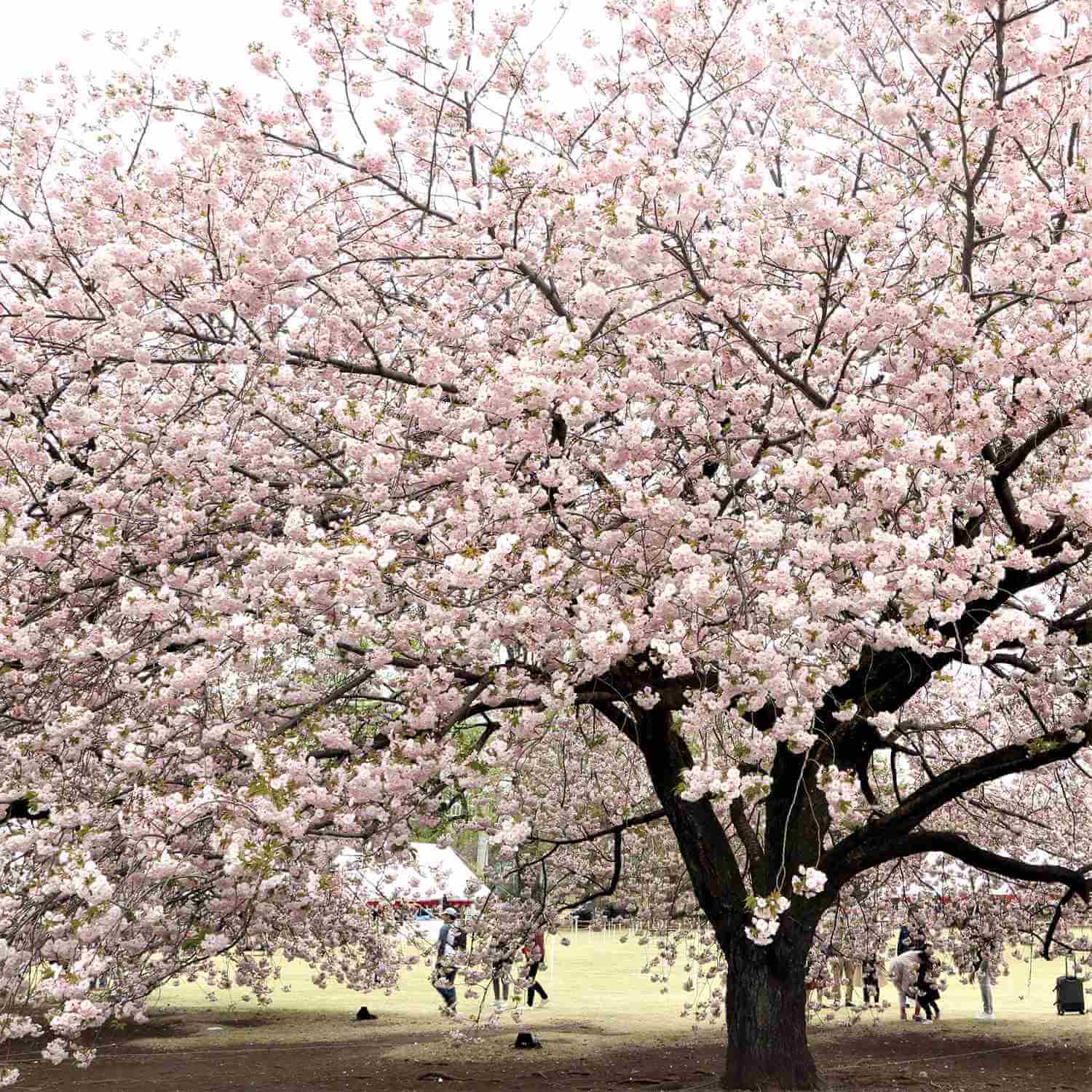 Shinjuku Gyoen National Garden in Tokyo = Shutterstock 2