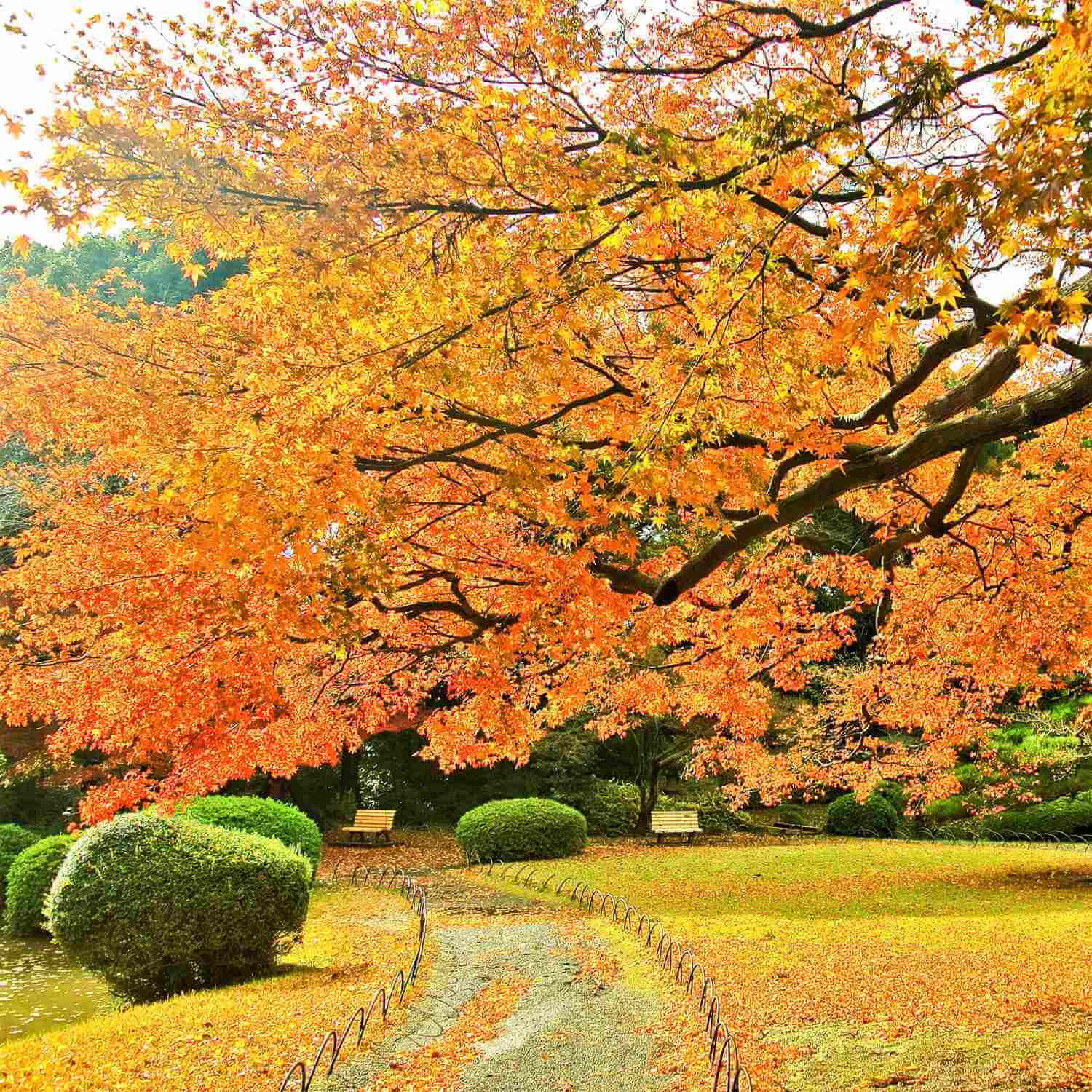 Shinjuku Gyoen National Garden in Tokyo = Shutterstock 7
