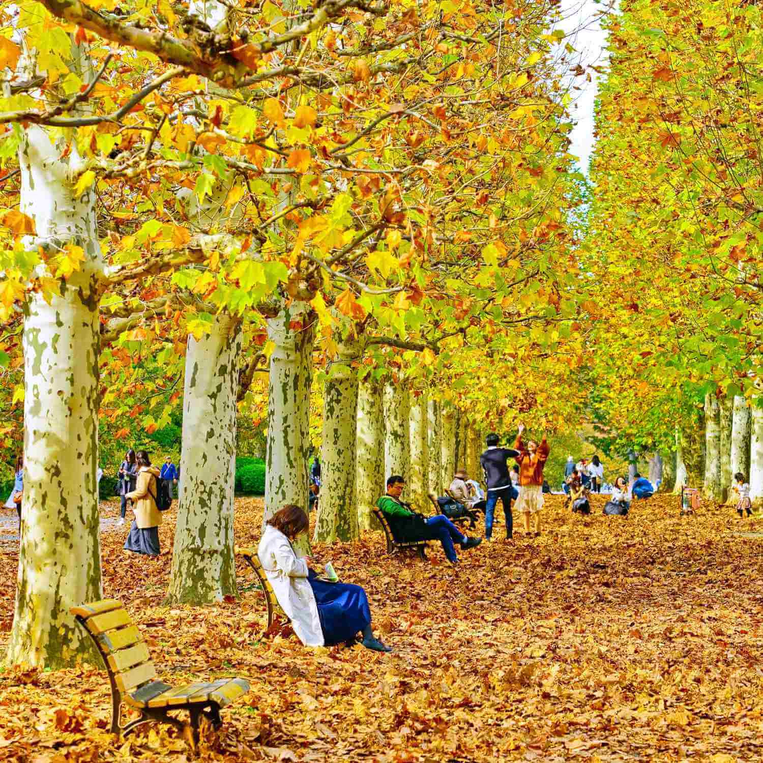 Shinjuku Gyoen National Garden in Tokyo = Shutterstock 8