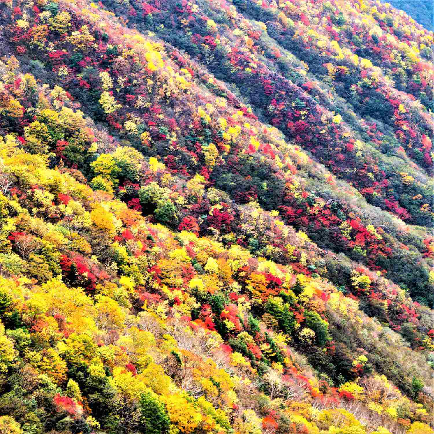 Autumn Landscape in Nikko = AdobeStock 5