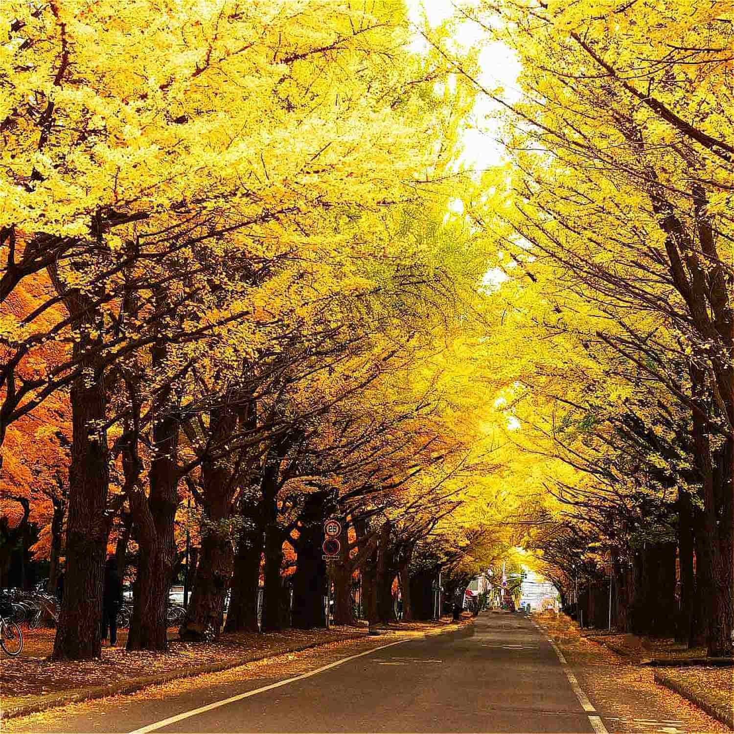 Sapporo in Hokkaido = Shutterstock 5-2
