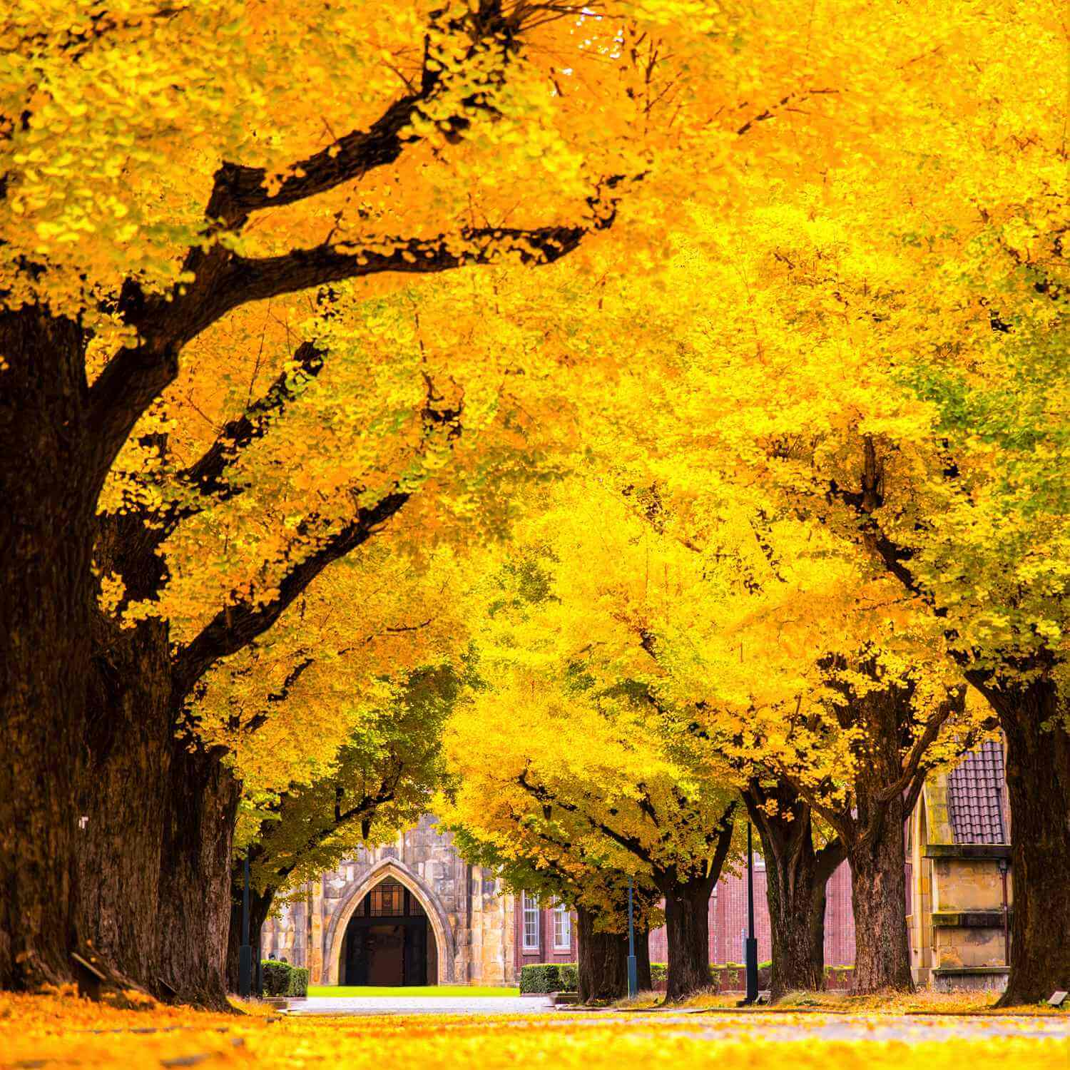The Hongo campus of the University of Tokyo has beautiful autumn leaves in November, Tokyo = Shutterstock 2