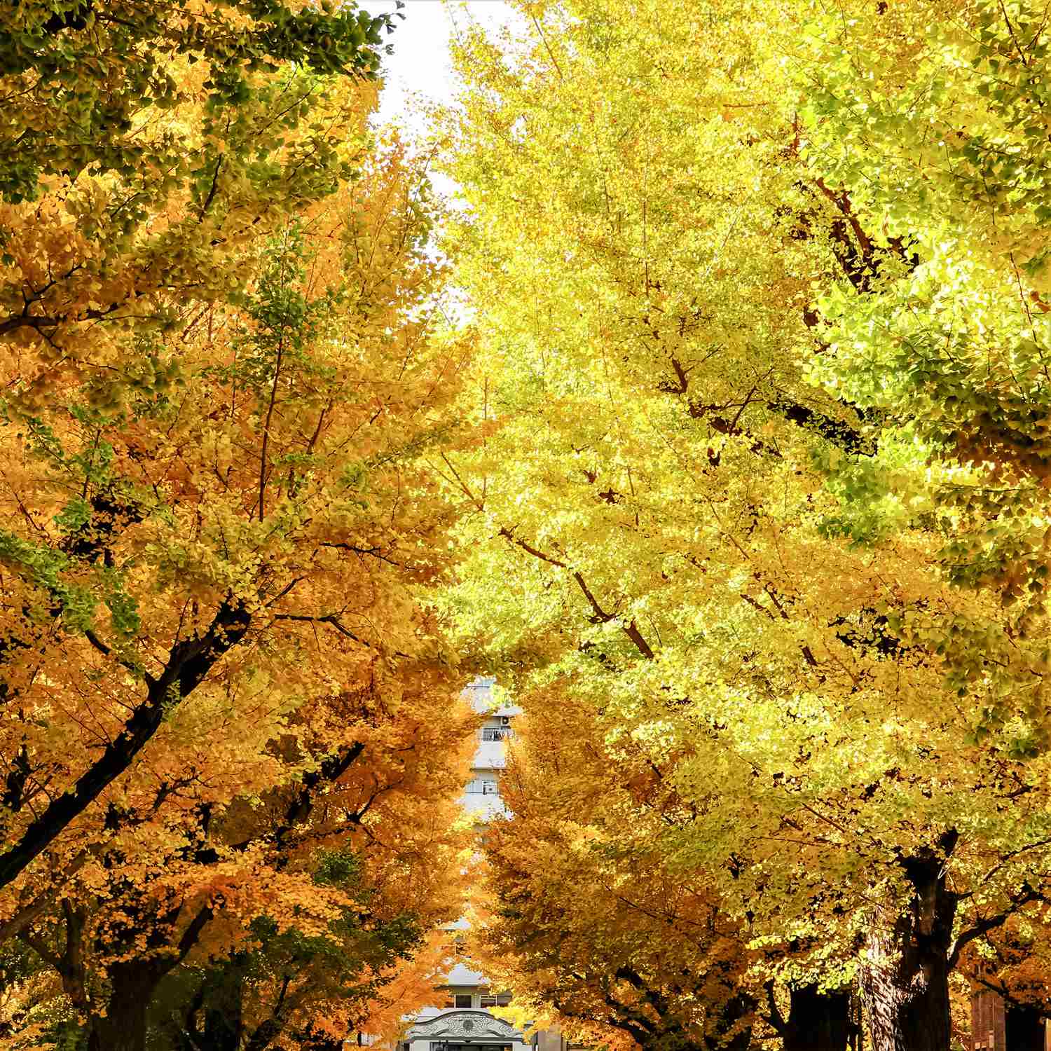 The Hongo campus of the University of Tokyo has beautiful autumn leaves in November, Tokyo = Shutterstock 4