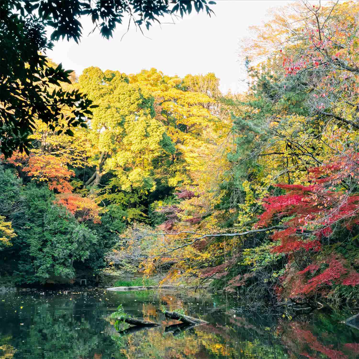 The Hongo campus of the University of Tokyo has beautiful autumn leaves in November, Tokyo = Shutterstock 8
