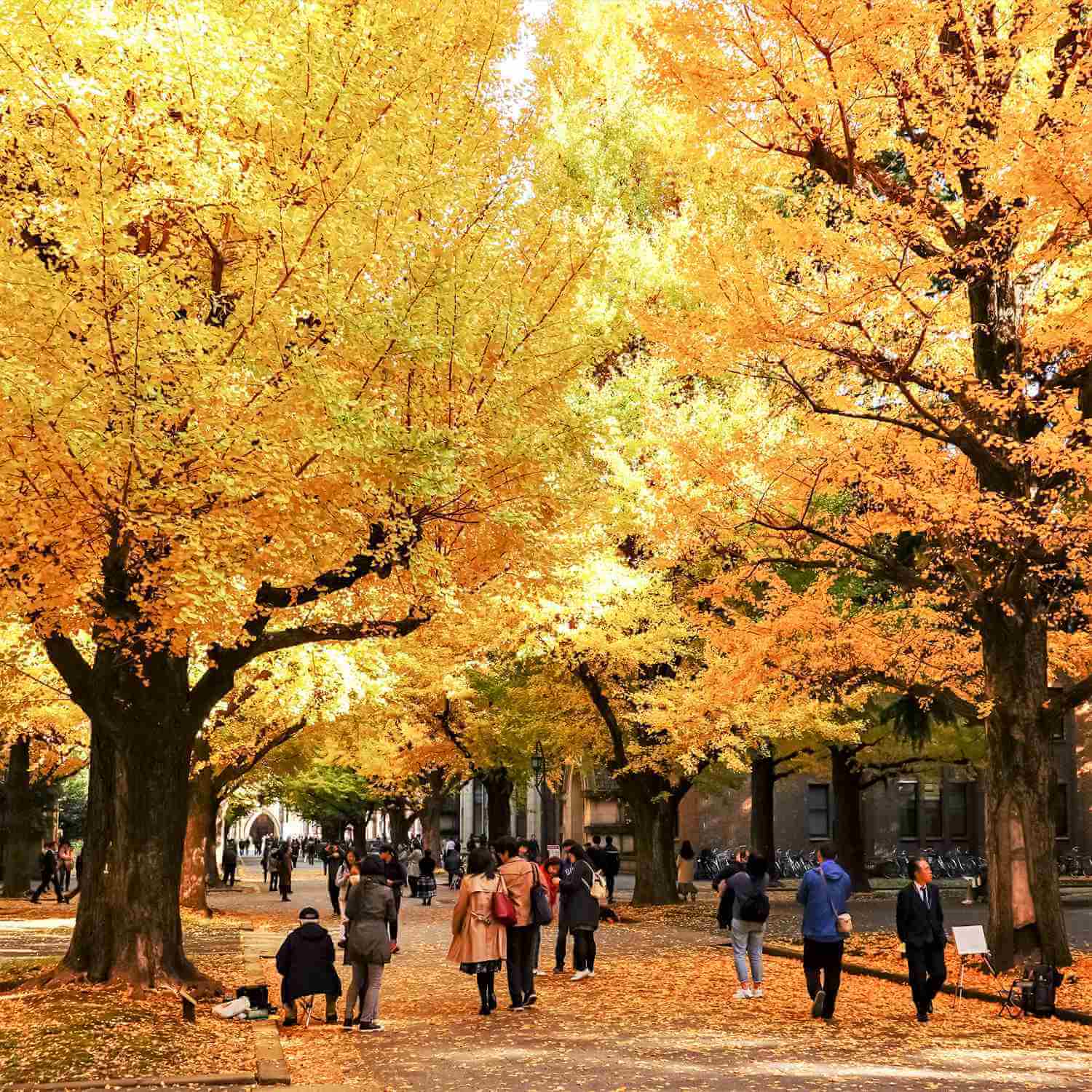 The Hongo campus of the University of Tokyo has beautiful autumn leaves in November, Tokyo = Shutterstock 9