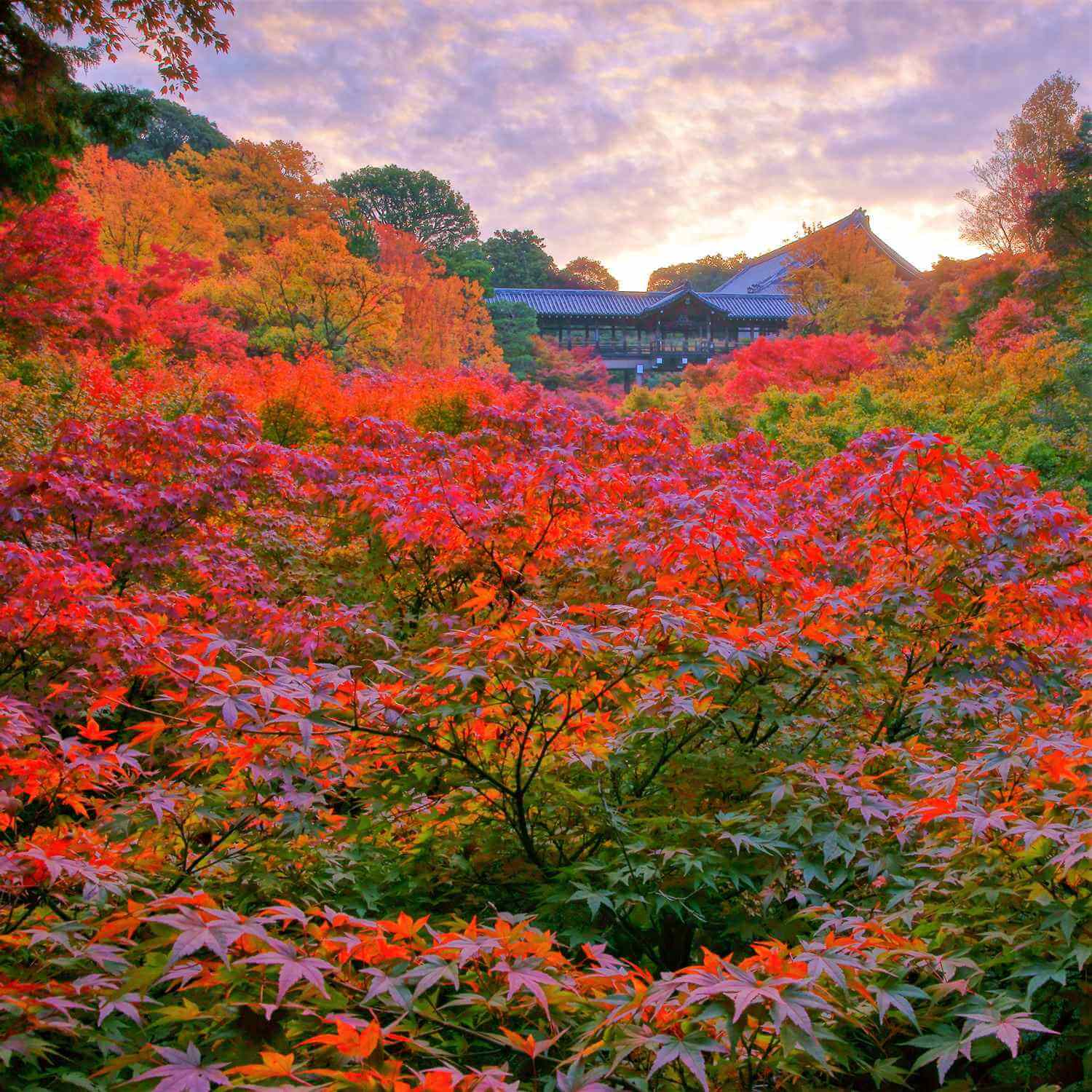 Autumn colors at Tofukuji Temple, Kyoto = Shutterstock 10
