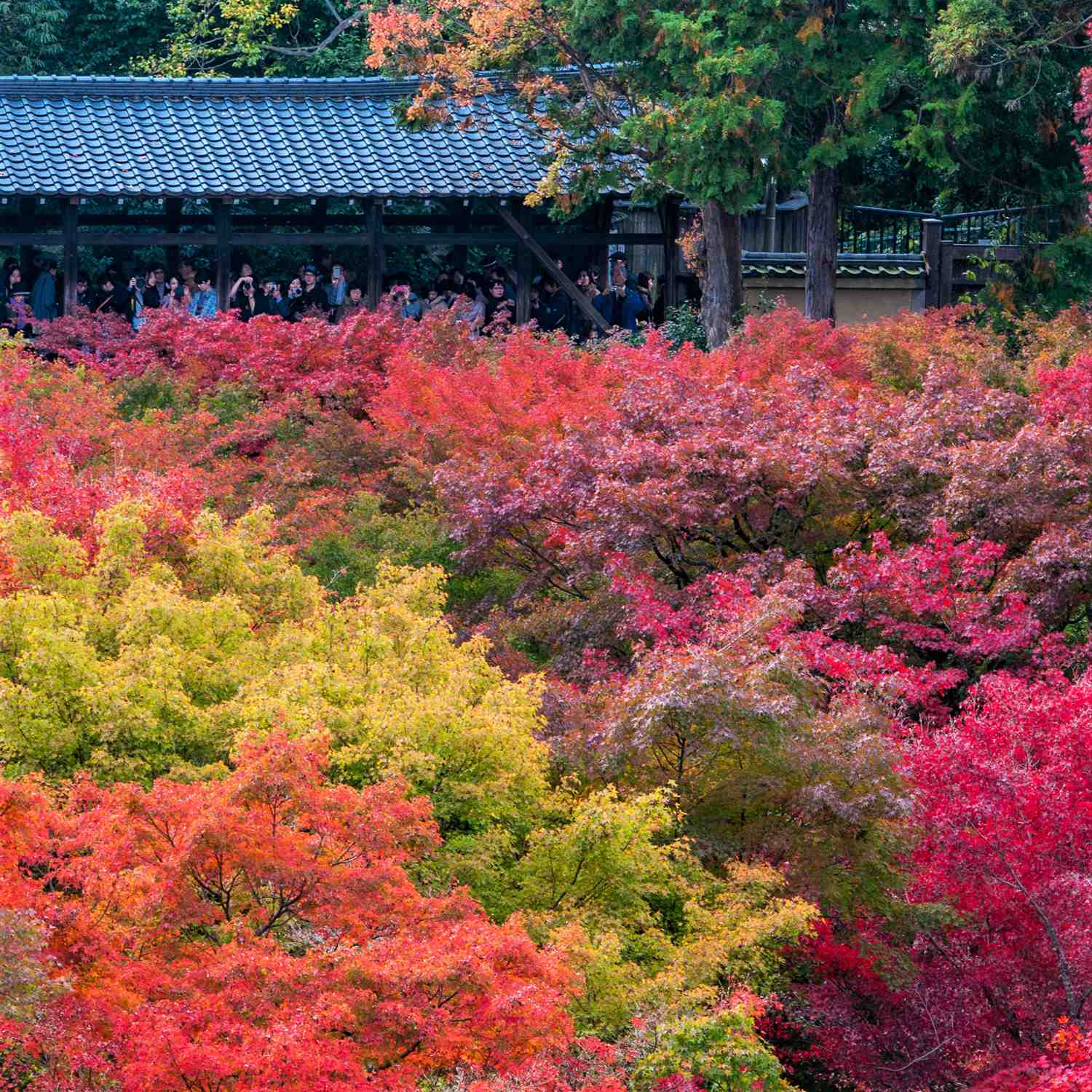 Autumn colors at Tofukuji Temple, Kyoto = Shutterstock 4