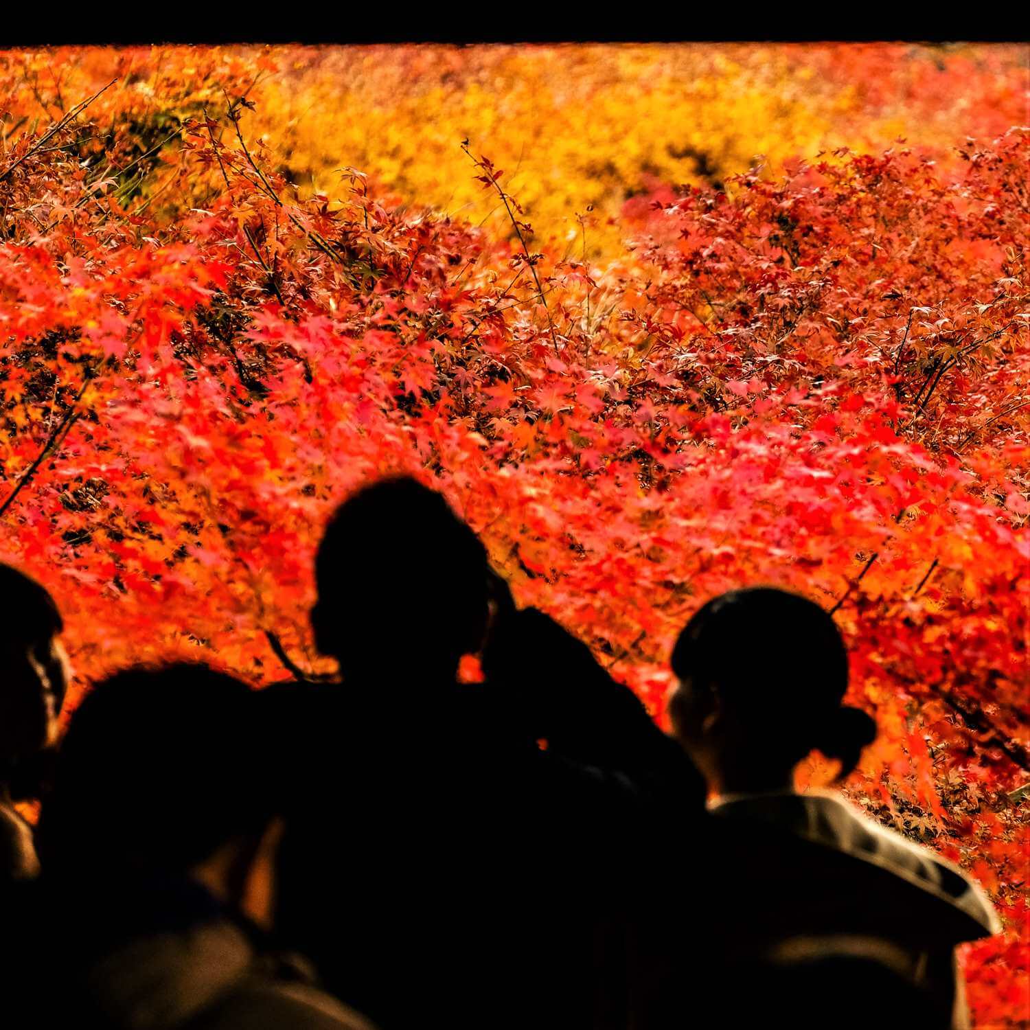 Autumn colors at Tofukuji Temple, Kyoto = Shutterstock 6