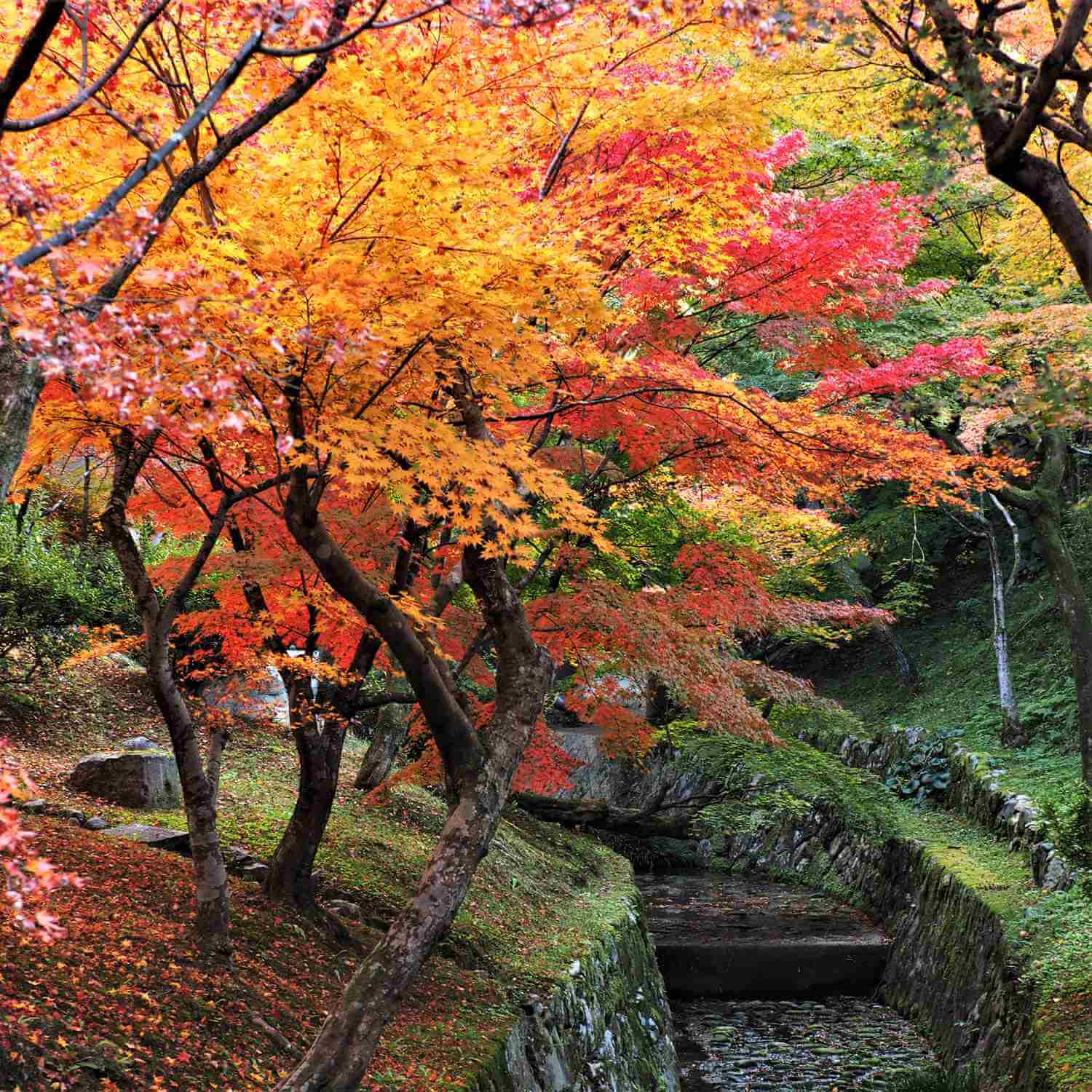 Autumn colors at Tofukuji Temple, Kyoto = Shutterstock 9