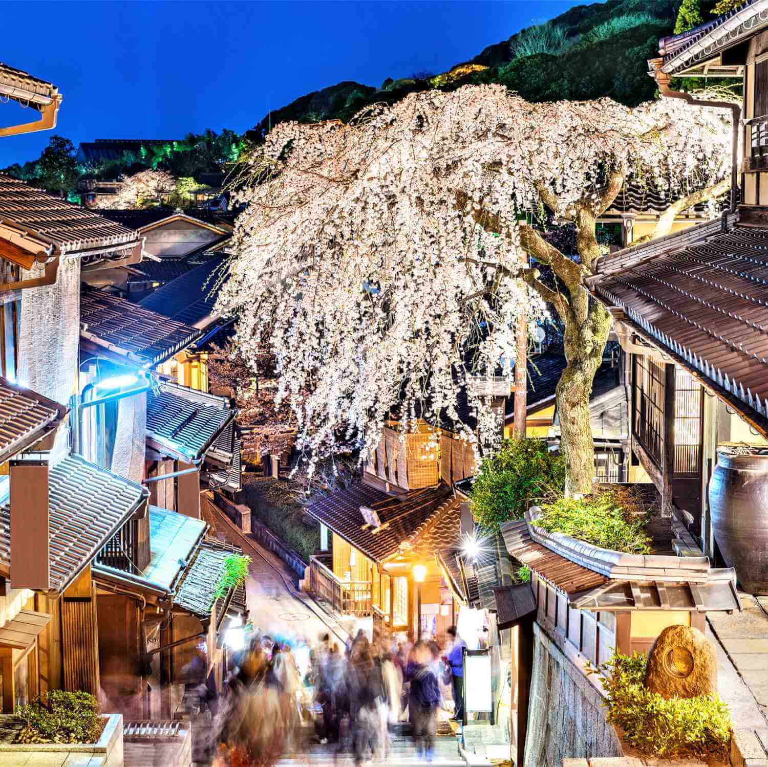 Cherry blossoms in Kyoto = Shutterstock 8
