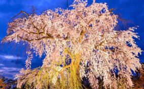 Cherry blossoms in Kyoto = Shutterstock 1