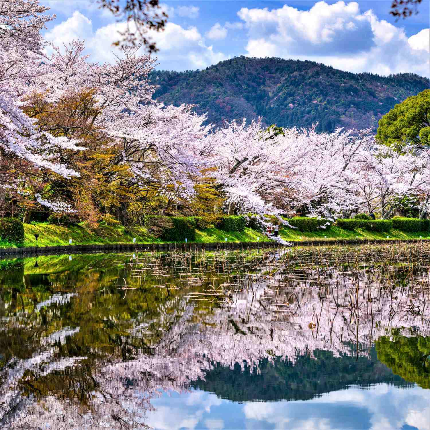 Cherry blossoms in Kyoto = Shutterstock 2