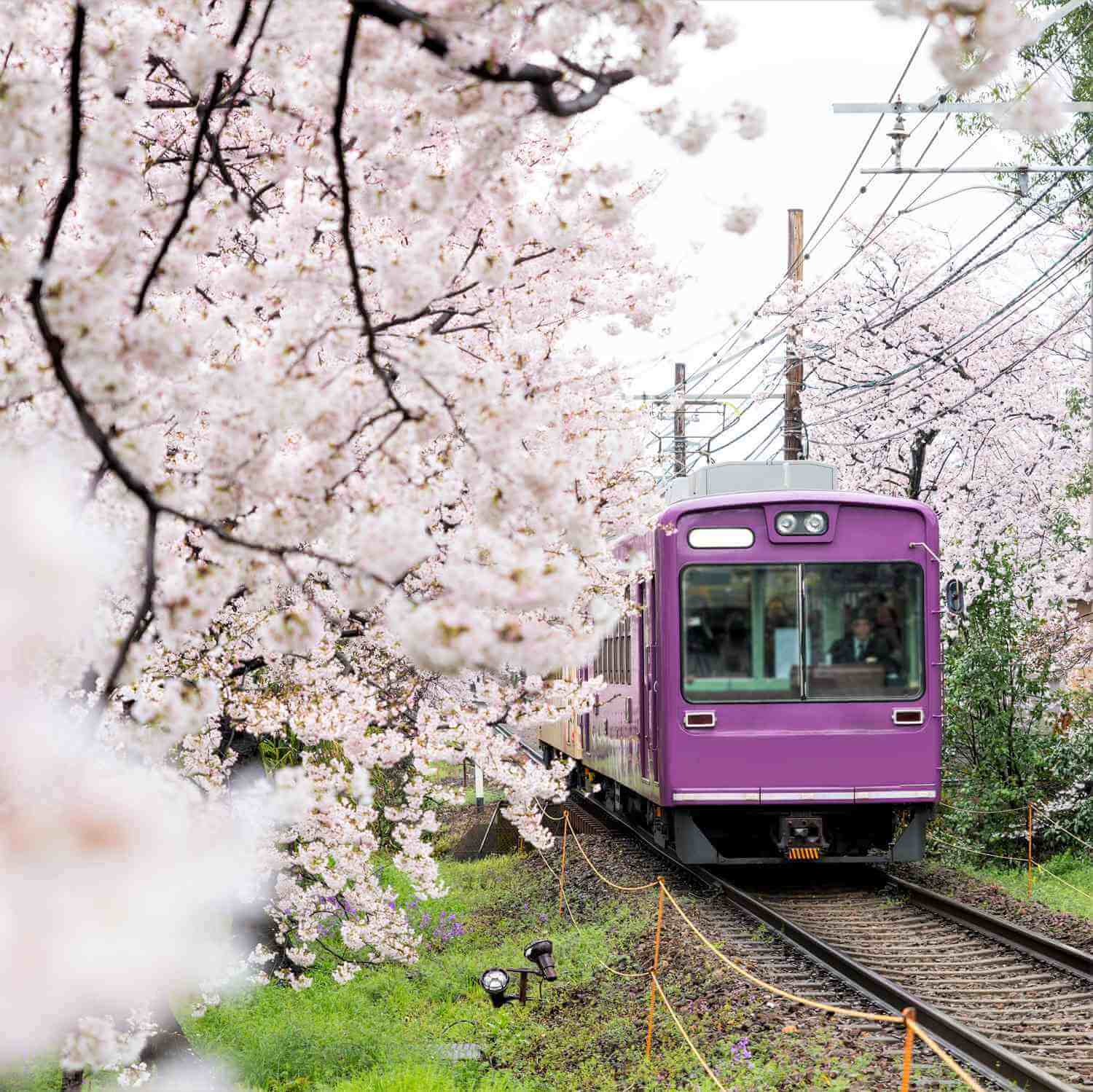Cherry blossoms in Kyoto = Shutterstock 3