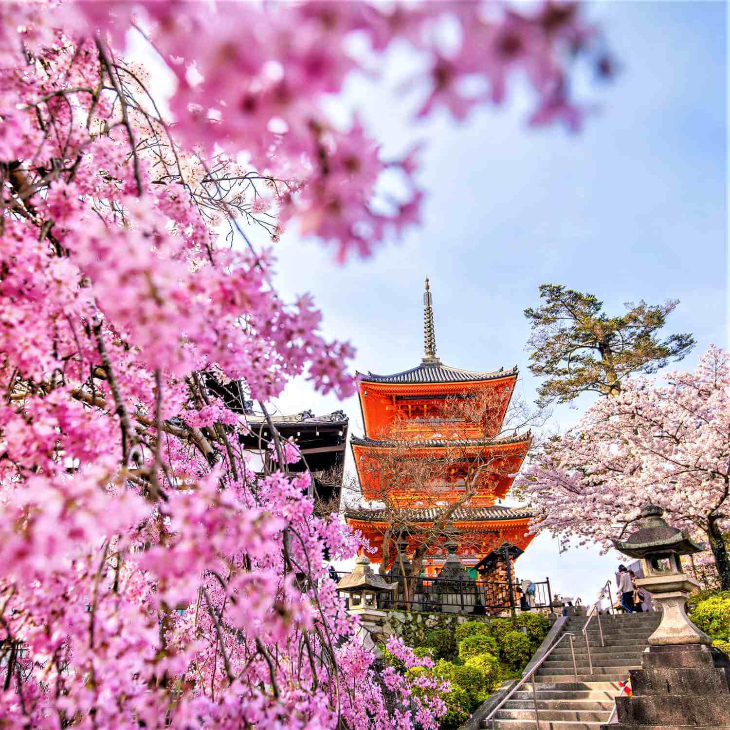 Cherry blossoms in Kyoto = Shutterstock 4