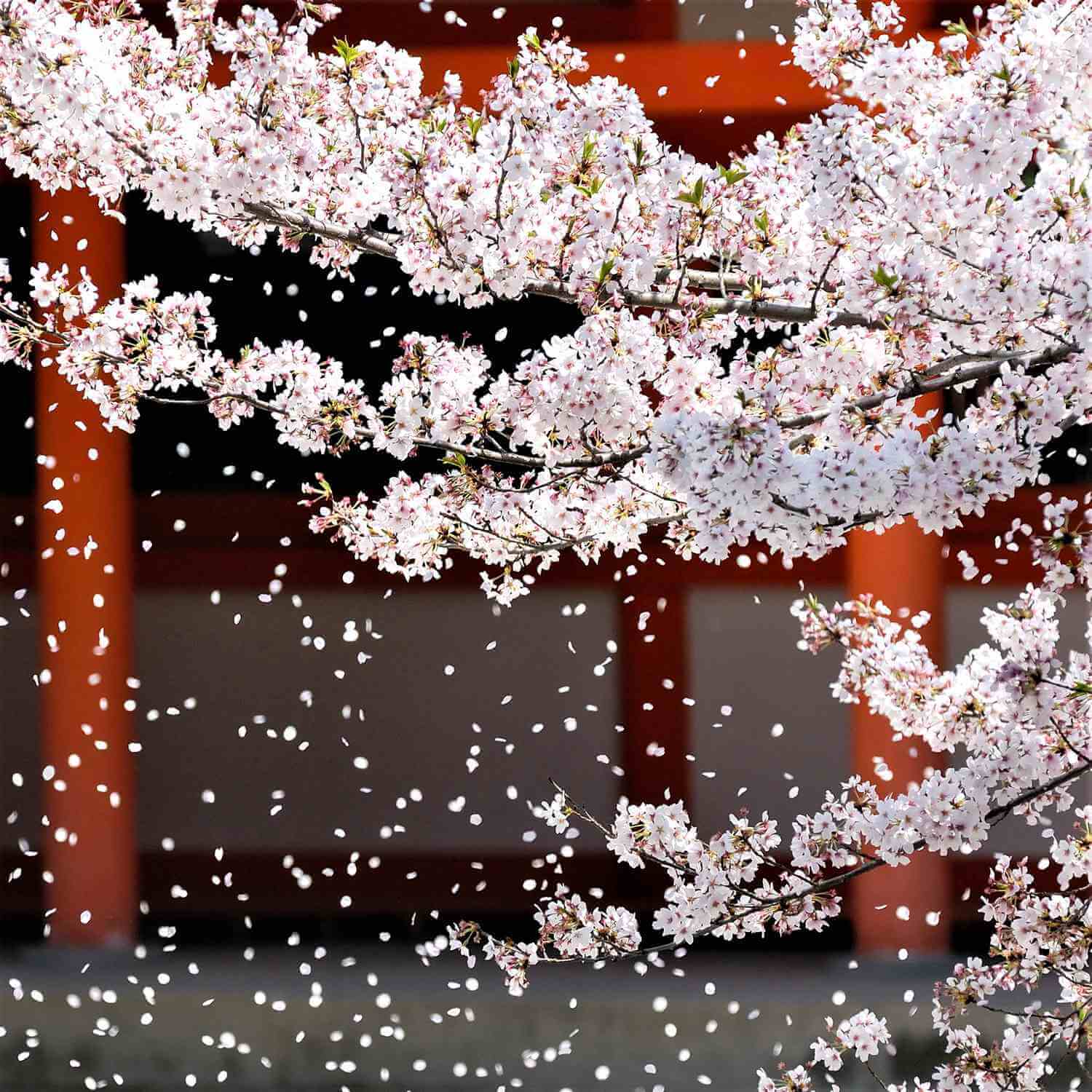 Cherry blossoms in Kyoto = AdobeStock 5