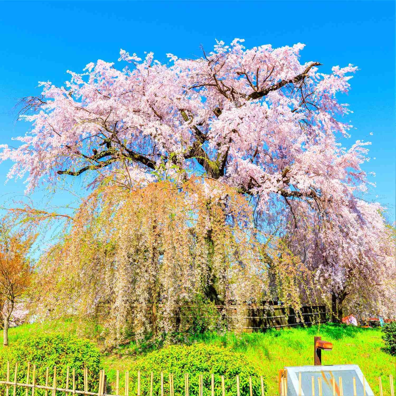Cherry blossoms in Kyoto = Shutterstock 6