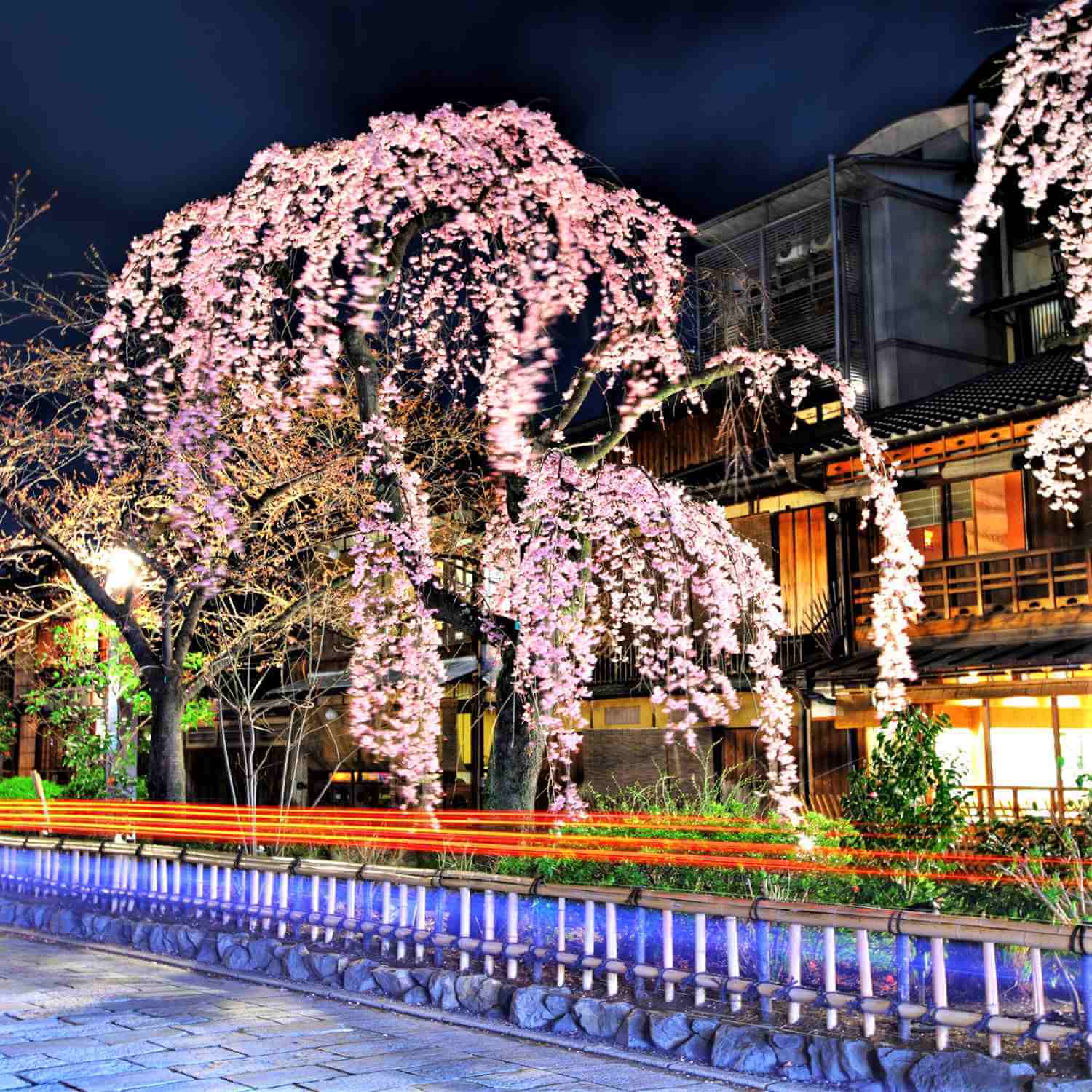 Cherry blossoms in Kyoto = Shutterstock 7