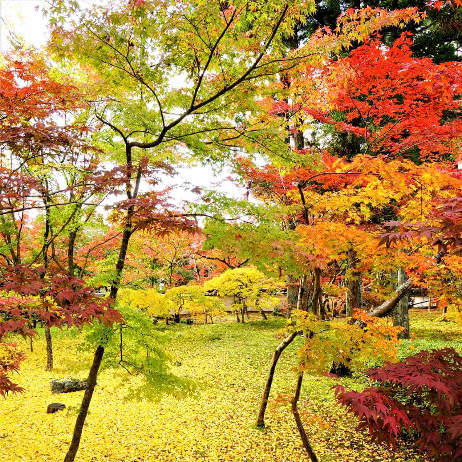 Eikando Zenrin-ji Temple, famous for its beautiful autumn colors, Kyoto = AdobeStock 4