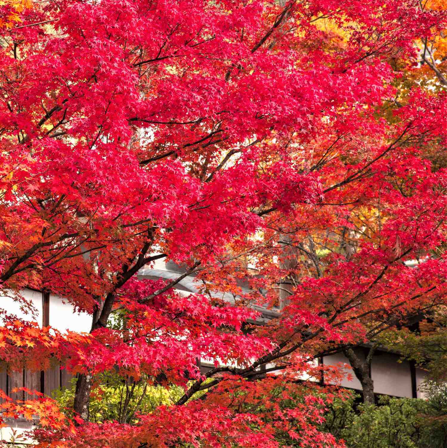 Eikando Zenrin-ji Temple, famous for its beautiful autumn colors, Kyoto = AdobeStock 5