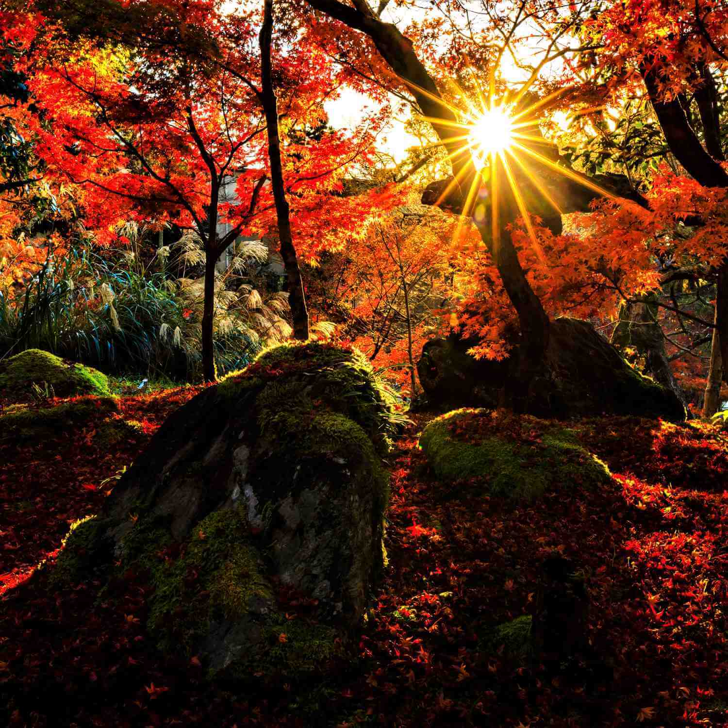Eikando Zenrin-ji Temple, famous for its beautiful autumn colors, Kyoto= Shutterstock 9